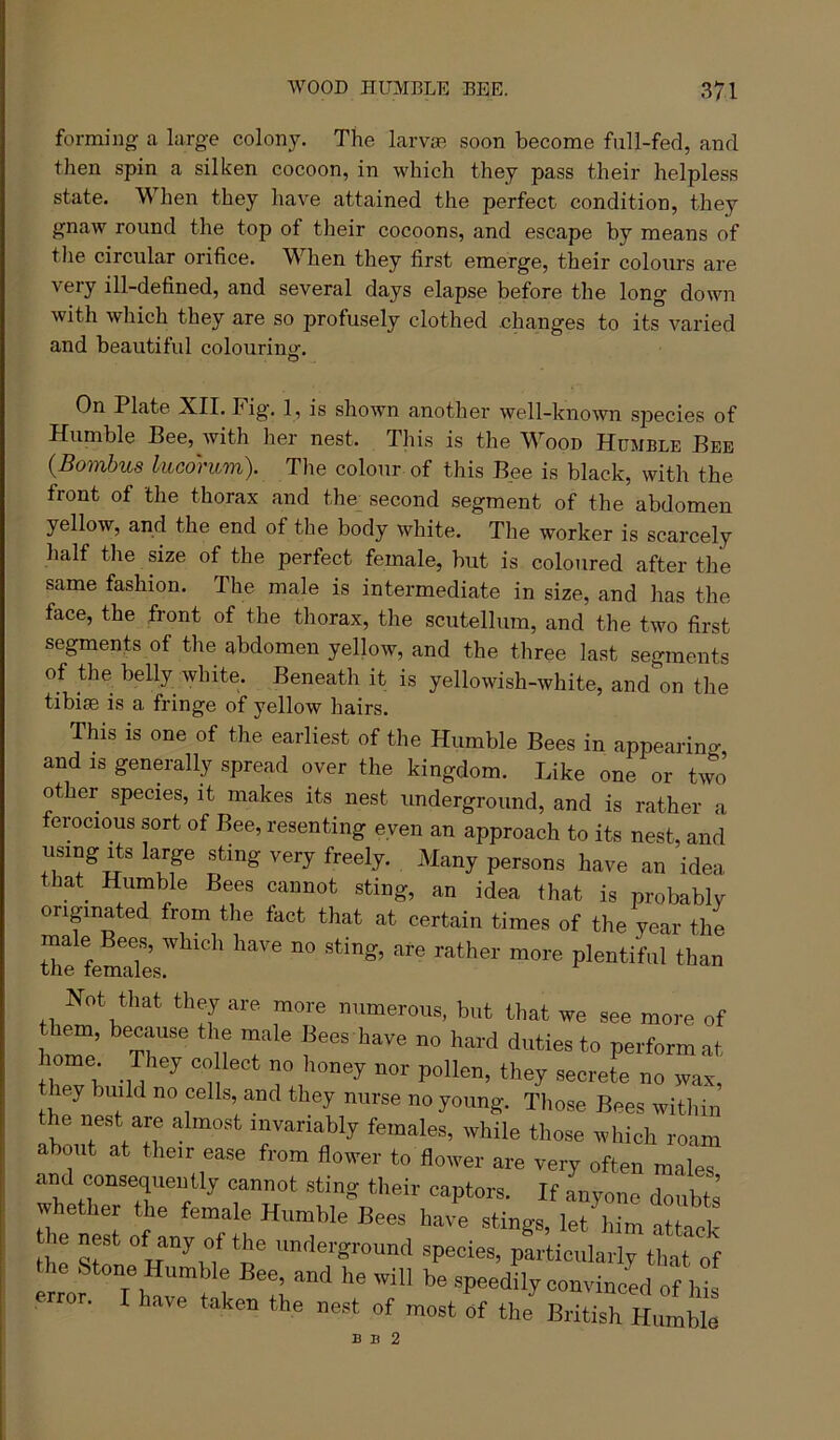 forming a large colony. The larvas soon become full-fed, and then spin a silken cocoon, in which they pass their helpless state. When they have attained the perfect condition, they gnaw round the top of their cocoons, and escape by means of tlie circular orifice. When they first emerge, their colours are very ill-defined, and several days elapse before the long down with which they are so profusely clothed changes to its varied and beautiful colourinof. O On Plate XII. Fig. 1, is shown another well-known species of Humble Bee, with her nest. This is the Wood Humble Bee {Bomhus liicdrum). The colour of this Bee is black, with the front of the thorax and the second segment of the abdomen yellow, and the end of the body white. The worker is scarcely half the size of the perfect female, but is coloured after the same fashion. The male is intermediate in size, and has the face, the front of the thorax, the scutellum, and the two first segments of the abdomen yellow, and the three last segments of the belly white. Beneath it is yellowish-white, and on the tibiae is a fringe of yellow hairs. This is one of the earliest of the Humble Bees in appearing, and IS generally spread over the kingdom. Like one or two other species, it makes its nest underground, and is rather a ferocious sort of Bee, resenting even an approach to its nest, and using Its large sting very freely. Many persons have an idea tbat_ Humble Bees cannot sting, an idea that is probablv originated from the fact that at certain times of the year the tbe^femTles'^^'''^' Plentiful than Hot that they are more numerous, but that we see more of them, because the male Bees have no hard duties to perform at home They co lect no honey nor pollen, they secrete no wax, they build no cells, and they nurse no young. Those Bees within the nest are almost invariably females, while those which roam about at their ease from flower to flower are very often males and consequently cannot sting their captors. If anyone doubts whether the female Humble Beea ha/e etinge, letTm attack le nest of any of the unrlerground species, particularly tint of the Stone Humble Bee, and he will be speedily convinced XL error. I have taken the nest of most of the^ritirHulbL B B 2