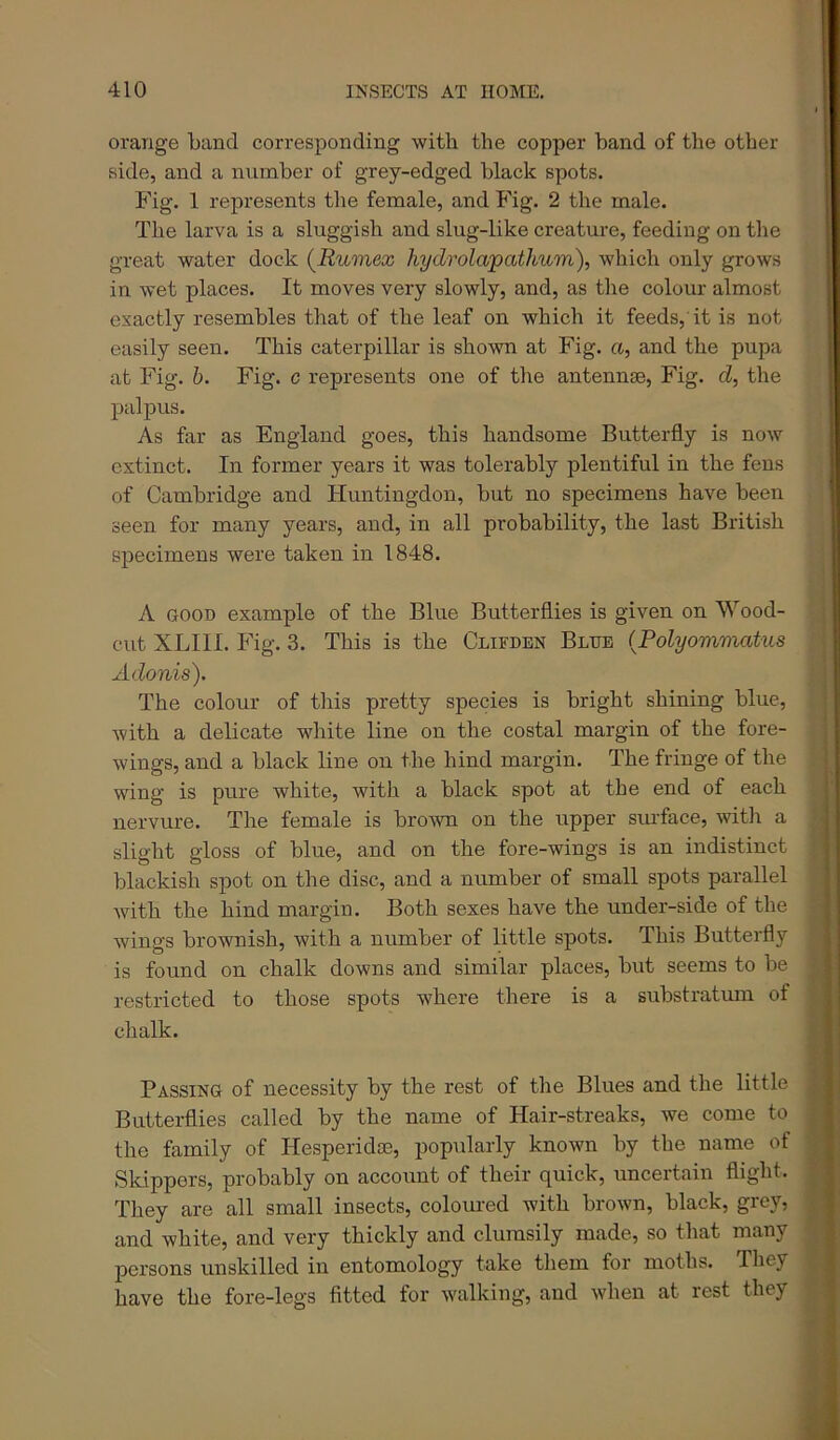 orange band corresponding with the copper band of the other side, and a number of grey-edged black spots. Fig. 1 represents the female, and Fig. 2 the male. The larva is a sluggish and slug-like creature, feeding on the great water dock {Rumex hydrolapathum), which only grows in wet places. It moves very slowly, and, as the colour almost exactly resembles that of the leaf on which it feeds, it is not easily seen. This caterpillar is shown at Fig. a, and the pupa at Fig. b. Fig. c represents one of the antennae. Fig. d, the palpus. As far as England goes, this handsome Butterfly is now extinct. In former years it was tolerably plentiful in the fens of Cambridge and Huntingdon, but no specimens have been seen for many years, and, in all probability, the last British specimens were taken in 1848. A GOOD example of the Blue Butterflies is given on ^^'’ood- cut XLIII. Fig. 3. This is the Clifden Blue {Polyommatus Adonis). The colour of this pretty species is bright shining blue, with a delicate white line on the costal margin of the fore- wings, and a black line on the hind margin. The fringe of the wing is pure white, with a black spot at the end of each nervure. The female is brown on the upper sm-face, witli a slight gloss of blue, and on the fore-wings is an indistinct blackish spot on the disc, and a number of small spots parallel with the hind margin. Both sexes have the under-side of the wings brownish, with a number of little spots. This Butterfly is found on chalk downs and similar places, but seems to be restricted to those spots where there is a substratum of chalk. Passing of necessity by the rest of the Blues and the little Butterflies called by the name of Hair-streaks, we come to the family of Hesperidas, popularly known by the name of •Skippers, probably on account of their quick, uncertain flight. They are all small insects, coloured with brown, black, grey, and white, and very thickly and clumsily made, so that many persons unskilled in entomology take them for moths. Tliey have the fore-legs fitted for walking, and when at rest they