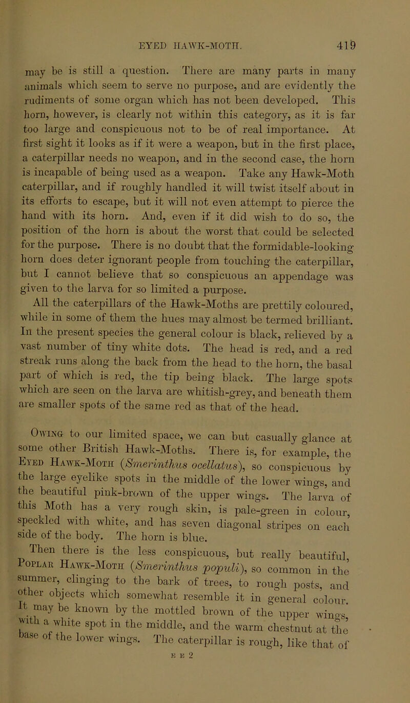 may be is still a question. There are many parts in many animals which seem to serve no purpose, and are evidently the rudiments of some organ which has not been developed. This horn, however, is clearly not within this category, as it is far too large and conspicuous not to be of real importance. At first sight it looks as if it were a weapon, but in the first place, a caterpillar needs no weapon, and in the second case, the horn is incapable of being used as a weapon. Take any Hawk-Moth caterpillar, and if roughly handled it will twist itself about in its efforts to escape, but it will not even attempt to pierce the hand with its horn. And, even if it did wish to do so, the position of the horn is about the worst that could be selected for the pui-pose. There is no doubt that the formidable-looking horn does deter ignorant people from touching the caterpillar, but I cannot believe that so conspicuous an appendage was given to the larva for so limited a purpose. All the caterpillars of the Hawk-Moths are prettily coloured, while in some of them the hues may almost be termed brilliant. In the present species the general colour is black, relieved by a vast number of tiny white dots. The head is red, and a red streak runs along the back from the head to the horn, the basal part of which is red, the tip being black. The large spots which aie seen on the larva are whitish-grey, and beneath them are smaller spots of the same red as that of the head. Owing to our limited space, we can but casually glance at some other British Hawk-Moths. There is, for example, the Eyed Hawk-Moth {Smerinthus ooellatus), so conspicuous by the large eyelike spots in the middle of the lower wings, and the beautiful pink-brown of the upper wings. The larva of this Moth has a very rough skin, is pale-green in colour, speckled with white, and has seven diagonal stripes on each side of the body. The horn is blue. Hien there is the less conspicuous, but really beautiful loPLAR Hawk-Moth {SmeHnthus populi), so common in the 8ummei^ clinging to the bark of trees, to rough posts, and other objects which somewliat resemble it in general colour. It may be known by the mottled brown of the upper wings* with a white spot in the middle, and the warm chestnut at the’ tose of the lower wings. The caterpillar is rough, like that of