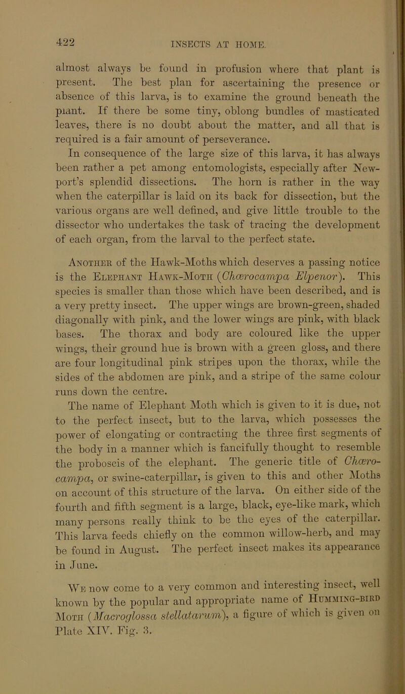 almost always be fouod in profusion where that plant is present. The best plan for ascertaining the presence or absence of this larva, is to examine the ground beneath the plant. If there be some tiny, oblong bundles of masticated leaves, there is no doubt about the matter, and all that is required is a fair amount of perseverance. In consequence of the large size of this larva, it has always been rather a pet among entomologists, especially after New- port’s splendid dissections. The horn is rather in the way when the caterpillar is laid on its back for dissection, but the various organs are well defined, and give little trouble to the dissector who undertakes the task of tracing the development of each organ, from the larval to the perfect state. Another of the Hawk-Moths which deserves a passing notice is the Elephant Hawk-Moth (^Chcerocampa ELpenor). This species is smaller than those which have been described, and is a very pretty insect. The upper wings are brown-green, shaded diagonally with pink, and the lower wings are pink, with black bases. The thorax and body are coloured like the upper wings, their ground hue is brown with a green gloss, and there are four longitudinal pink stripes upon the thorax, while the sides of the abdomen are pink, and a stripe of the same colour runs down the centre. The name of Elephant Moth which is given to it is due, not to the perfect insect, but to the larva, which possesses the power of elongating or contracting the three first segments of the body in a manner which is fancifully thought to resemble the proboscis of the elephant. The generic title of Gho’ro- cavvpa, or swine-caterpillar, is given to this and other Moths on account of this structure of the larva. On either side of the fourth and fifth segment is a large, black, eye-like mark, which many persons really think to be the eyes of the caterpilLii. This larva feeds chiefly on the common willow-herb, and may be found in August. The perfect insect makes its appearance in June. W^E now come to a very common and interesting insect, well known by the popular and appropriate name of Humming-birr INIoth (Macroglossa stellatarum), a figure of which is given on Plate XIV. Fig. 3. •(: i j i