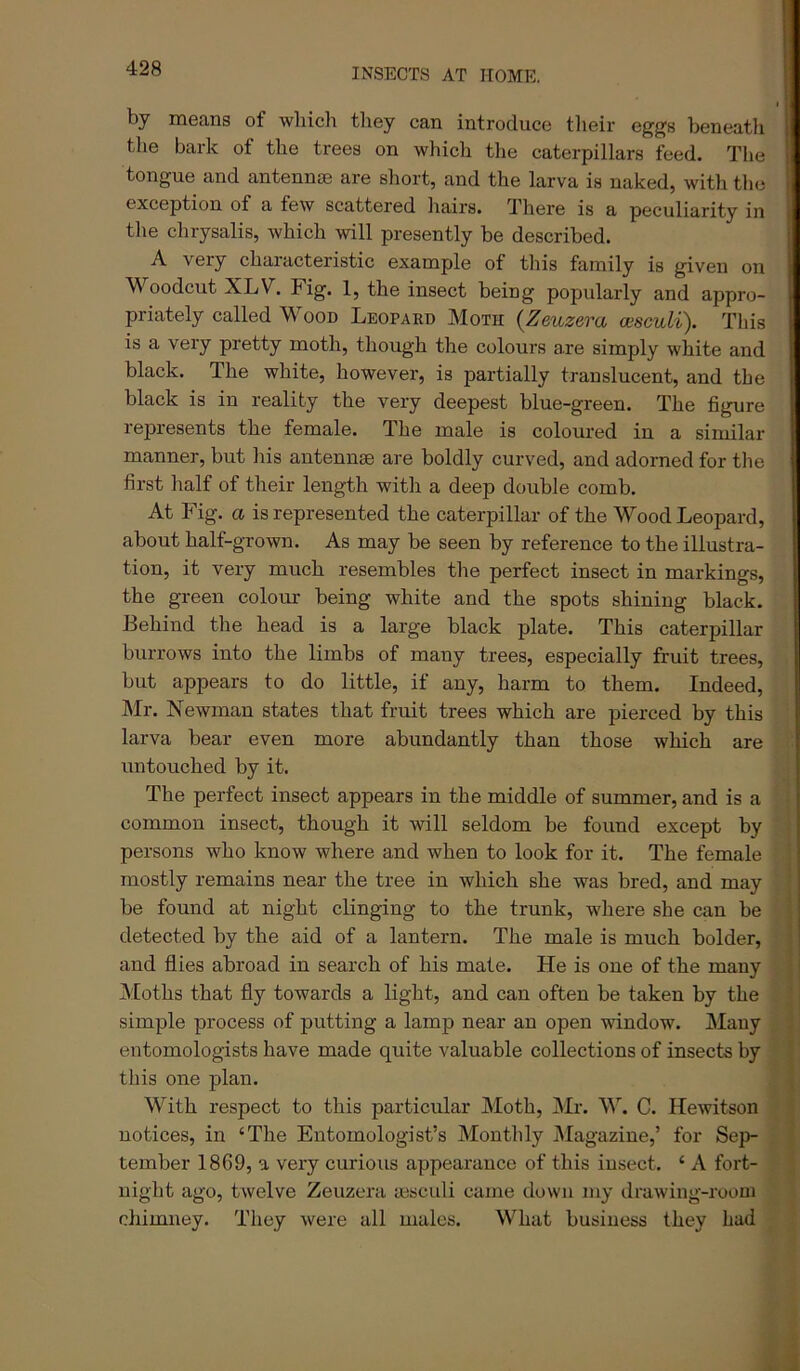 by means of which they can introduce tlieir eggs beneatli the bark of the trees on which the caterpillars feed. The tongue and antennae are short, and the larva is naked, with the exception of a few scattered hairs. There is a peculiarity in the chrysalis, which will presently be described. A very chai'acteristic example of this family is given on Woodcut XLV. Fig. 1, the insect being popularly and appro- priately called Wood Leopard Moth {Zeuzera oesculi). This is a very pretty moth, though the colours are simply white and black. The white, however, is partially translucent, and the black is in reality the very deepest blue-green. The figure represents the female. The male is coloured in a similar manner, but his antennae are boldly curved, and adorned for the first half of their length with a deep double comb. At Fig. a is represented the caterpillar of the Wood Leopard, about half-grown. As may be seen by reference to the illustra- tion, it very much resembles the perfect insect in markings, the green colour being white and the spots shining black. Behind the head is a large black plate. This caterpillar burrows into the limbs of many trees, especially fruit trees, but appears to do little, if any, harm to them. Indeed, Mr. Newman states that fruit trees which are pierced by this larva bear even more abundantly than those which are untouched by it. The perfect insect appears in the middle of summer, and is a common insect, though it will seldom be found except by persons who know where and when to look for it. The female mostly remains near the tree in which she was bred, and may be found at night clinging to the trunk, where she can be detected by the aid of a lantern. The male is much bolder, and flies abroad in search of his mate. He is one of the many IMoths that fly towards a light, and can often be taken by the simple process of putting a lamp near an open window. Many entomologists have made quite valuable collections of insects by this one plan. With respect to this particular Moth, Mr. W. C. Hemtson notices, in ‘The Entomologist’s Monthly jMagazine,’ for Sep- tember 1869, a very curious appearance of this insect. ‘ A fort- night ago, twelve Zeuzera aisculi came down my drawiug-rooui chimney. They were all males. What business they had 1 f c ■ i I