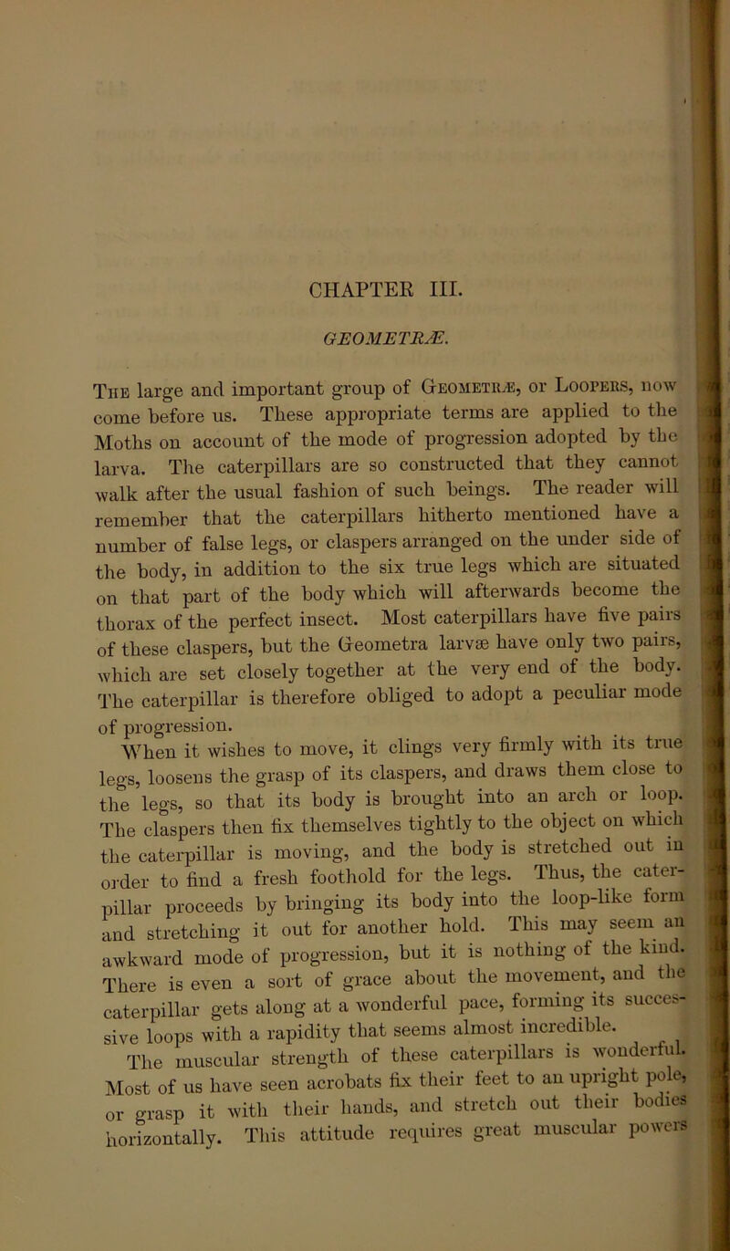 GEOMETRJE. Tub large and important group of GEOMETiiyE, or Loopebs, now come before us. These appropriate terms are applied to the Moths on account of the mode of progression adopted by the > larva. The caterpillars are so constructed that they cannot :• walk after the usual fashion of such beings. The reader will ! remember that the caterpillars hitherto mentioned have a f number of false legs, or claspers arranged on the under side of t the body, in addition to the six true legs which are situated : on that part of the body which will afterwards become the thorax of the perfect insect. Most caterpillars have five pairs of these claspers, but the (ieometra larvae have only two pairs, which are set closely together at the very end of the body. The caterpillar is therefore obliged to adopt a peculiar mode of progression. When it wishes to move, it clings very firmly with its true legs, loosens the grasp of its claspers, and draws them close to the legs, so that its body is brought into an arch or loop. The claspers then fix themselves tightly to the object on which the catei-pillar is moving, and the body is stretched out m order to find a fresh foothold for the legs. Thus, the cater- pillar proceeds by bringing its body into the loop-like form and stretching it out for another hold. This may seem an awkward mode of progression, but it is nothiug of the kind. There is even a sort of grace about the movement, and the caterpillar gets along at a wonderful pace, forming its succes- sive loops with a rapidity that seems almost incredible. The muscular strength of these caterpillars is wonderful. Most of us have seen acrobats fix their feet to an upright pole, or grasp it with tlieir hands, and stretch out their bodies horizontally. This attitude retpiires great muscular powers