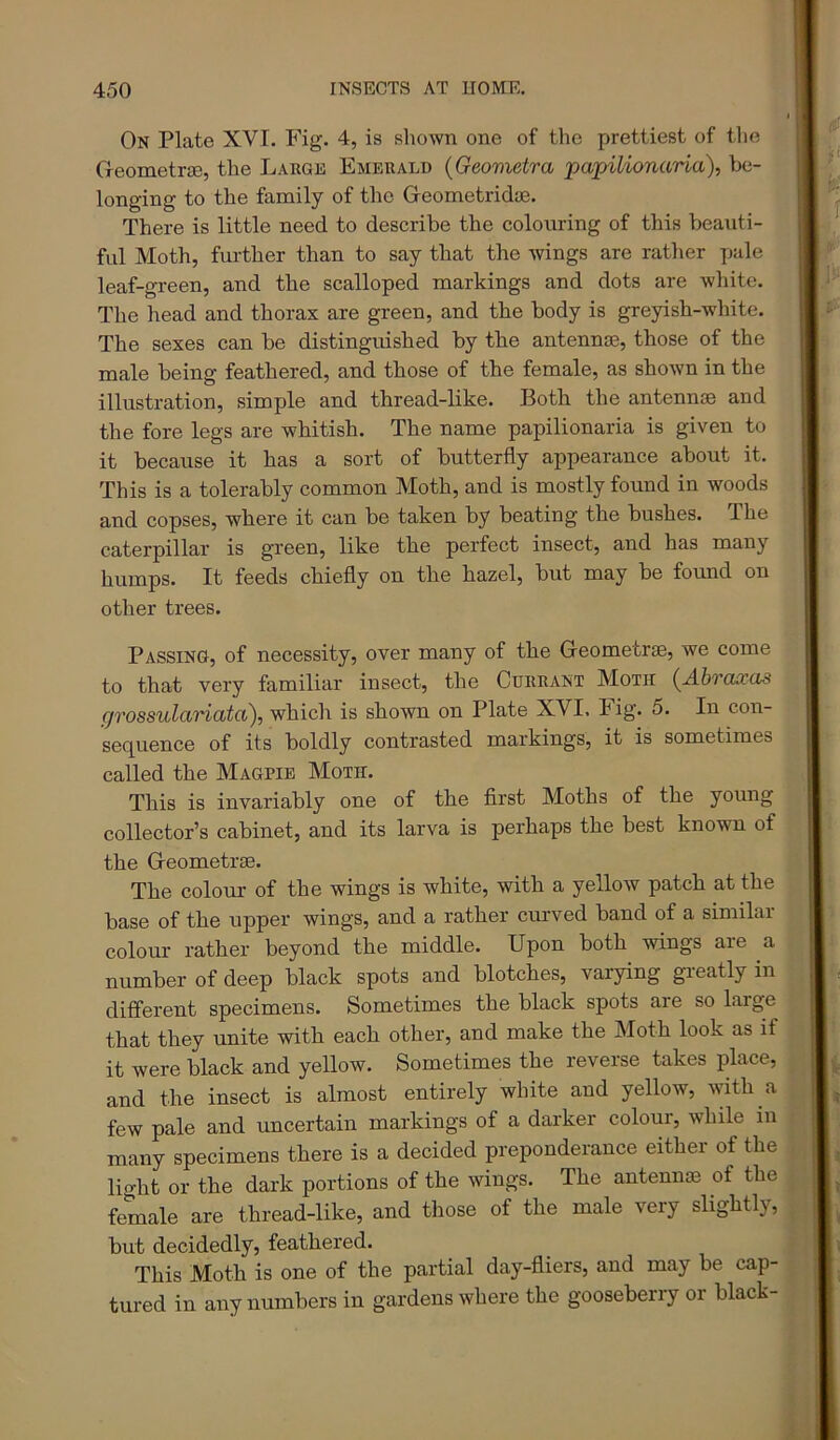 On Plate XVI. Fig. 4, is shown one of the prettiest of the G-eometrse, the Large Emerald {Geometra papilionaria), be- longing to the family of the G-eometrida3. There is little need to describe the colouring of this beauti- ful Moth, further than to say that the wings are rather pale leaf-green, and the scalloped markings and dots are white. The head and thorax are green, and the body is greyish-white. The sexes can he distinguished by the antennae, those of the male being feathered, and those of the female, as shown in the illustration, simple and thread-like. Both the antennae and the fore legs are whitish. The name papilionaria is given to it because it has a sort of butterfly appearance about it. This is a tolerably common Moth, and is mostly found in woods and copses, where it can be taken by beating the bushes. The caterpillar is green, like the perfect insect, and has many humps. It feeds chiefly on the hazel, but may be found on other trees. Passing, of necessity, over many of the Geometrse, we come to that very familiar insect, the Currant Moth (^Abo'cixas grossulariata), which is shown on Plate XVI. Fig. 5. In con- sequence of its boldly contrasted markings, it is sometimes called the Magpie Moth. This is invariably one of the first Moths of the young collector’s cabinet, and its larva is perhaps the best known of the GeometrjE. The colour of the wings is white, with a yellow patch at the base of the upper wings, and a rather ciuwed band of a similar colour rather beyond the middle. Upon both wings are a number of deep black spots and blotches, varying greatly in different specimens. Sometimes the black spots are so large that they unite with each other, and make the Moth look as if it were black and yellow. Sometimes the reverse takes place, and the insect is almost entirely white and yellow, with a few pale and uncertain markings of a darker colour, while in many specimens there is a decided preponderance either of the lio-ht or the dark portions of the wings. The antenn® of the female are thread-like, and those of the male very slightly, This Moth is one of the partial day-fliers, and may be cap- tured in any numbers in gardens where the gooseberry or black-