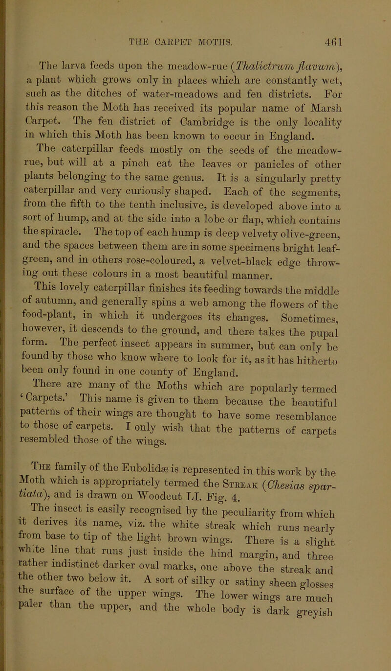 TirK CAEPET MOTHS. 4(U Tlie larva feeds upon the -r\\e {Thalictrum jiavum), a plant which grows only in places which are constantly wet, such as the ditches of water-meadows and fen districts. For this reason the Moth has received its popular name of Marsh Carpet. The fen district of Cambridge is the only locality in which this Moth has been known to occur in England. The caterpillar feeds mostly on the seeds of the meadow- rue, hut will at a pinch eat the leaves or panicles of other plants belonging to the same genus. It is a singularly pretty caterpillar and very curiously shaped. Each of the segments, from the fifth to the tenth inclusive, is developed above into a sort of hump, and at the side into a lobe or flap, which contains the spiracle. The top of each hump is deep velvety olive-green, and the spaces between them are in some specimens bright leaf- green, and in others rose-coloured, a velvet-black edge throw- ing out these colours in a most beautiful manner. This lovely caterpillar finishes its feeding towards the middle of autumn, and generally spins a web among the flowers of the food-plant, in which it undergoes its changes. Sometimes, however, it descends to the ground, and there takes the pupal form. The perfect insect appears in summer, but can only be found by those who know where to look for it, as it has hitherto been only found in one county of England. Theie are many of the Moths which are popularly termed ‘ Carpets.’ This name is given to them because the beautiful patterns of their wings are thought to have some resemblance to those of carpets. I only wish that the patterns of carpets resembled those of the wings. The family of the Eubolidse is represented in this work by the Moth which is appropriately termed the Streak {Chesias spar- tiatcij, and is drawn on Woodcut LI. Fig. 4. The insect is easily recognised by the peculiarity from which It derives its name, viz. the white streak which runs nearly from base to tip of the light brown wings. There is a slight wh.te line that runs just inside the hind margin, and three rather indistinct darker oval marks, one above the streak and the other two below it. A sort of silky or satiny sheen glosses the surface of the upper wings. The lower wings are much paler than the upper, and the whole body is dark greyish