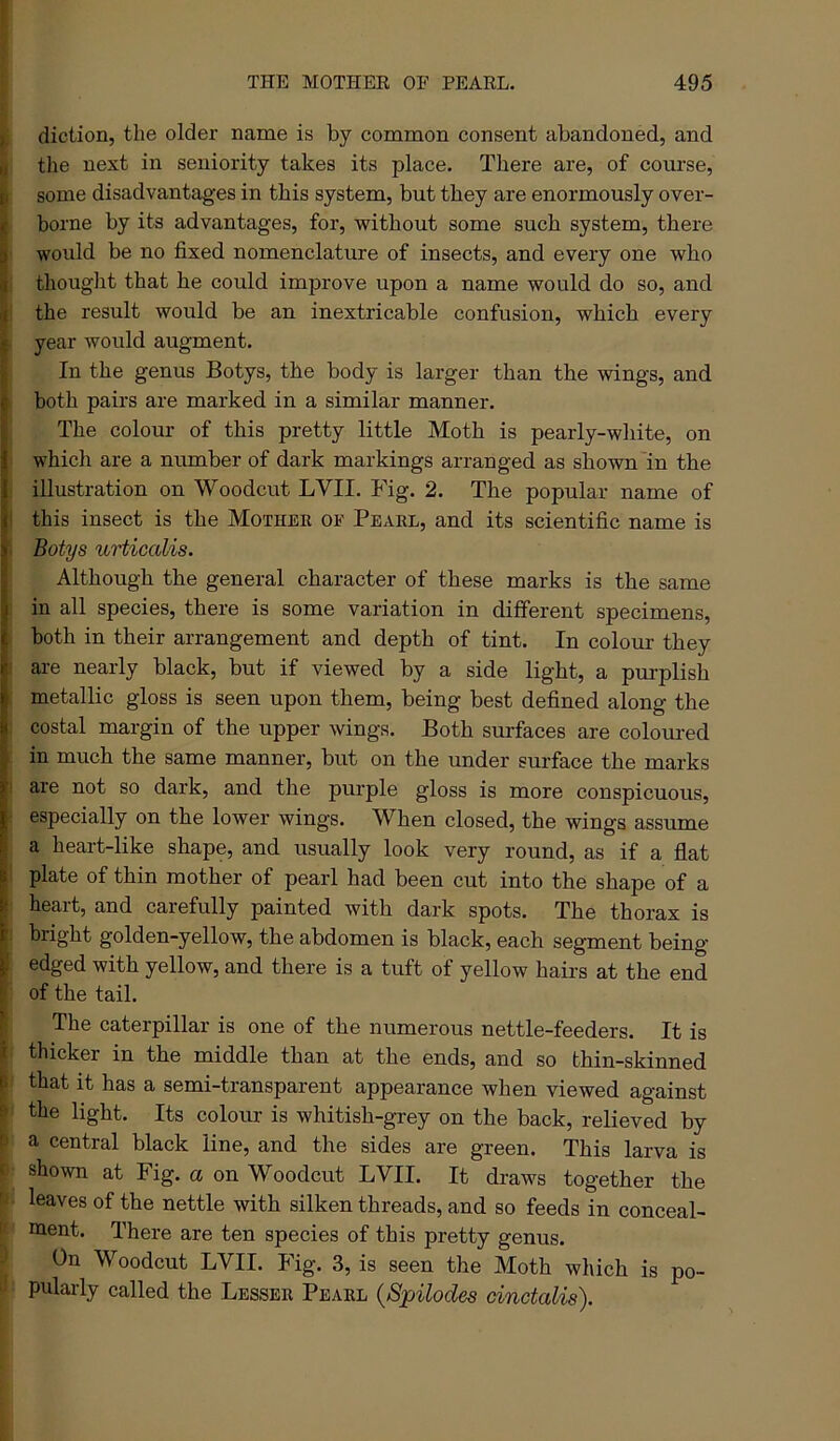 }, diction, the older name is by common consent abandoned, and Ml the next in seniority takes its place. There are, of course, (I some disadvantages in this system, but they are enormously over- H borne by its advantages, for, without some such system, there i would be no fixed nomenclature of insects, and every one who thought that he could improve upon a name would do so, and ^ the result would be an inextricable confusion, which every I year would augment. i In the genus Botys, the body is larger than the wings, and both pairs are marked in a similar manner. The colour of this pretty little Moth is pearly-wliite, on which are a number of dark markings arranged as shown'in the illustration on Woodcut LVII. Fig. 2. The popular name of i this insect is the Mother oe Pearl, and its scientific name is ■ Botys urticalis. Although the general character of these marks is the same in all species, there is some variation in different specimens, both in their arrangement and depth of tint. In colour they are nearly black, but if viewed by a side light, a purplish metallic gloss is seen upon them, being best defined along the costal margin of the upper wings. Both surfaces are colomed in much the same manner, but on the under surface the marks 1 are not so dark, and the purple gloss is more conspicuous, especially on the lower wings. When closed, the wings assume a heart-like shape, and usually look very round, as if a flat plate of thin mother of pearl had been cut into the shape of a ; heart, and carefully painted with dark spots. The thorax is , bright golden-yellow, the abdomen is black, each segment being ! edged with yellow, and there is a tuft of yellow hairs at the end ^ of the tail. [ The caterpillar is one of the numerous nettle-feeders. It is * thicker in the middle than at the ends, and so thin-skinned p that it has a semi-transparent appearance when viewed against & the light. Its colour is whitish-grey on the back, relieved by a central black line, and the sides are green. This larva is ( shown at Fig. a on Woodcut LVII. It draws together the leaves of the nettle with silken threads, and so feeds in conceal- I' ment. There are ten species of this pretty genus. ’ On Woodcut LVII. Fig. 3, is seen the Moth which is po- ■ pularly called the Lesser Pearl {Spilodes oinctalis).