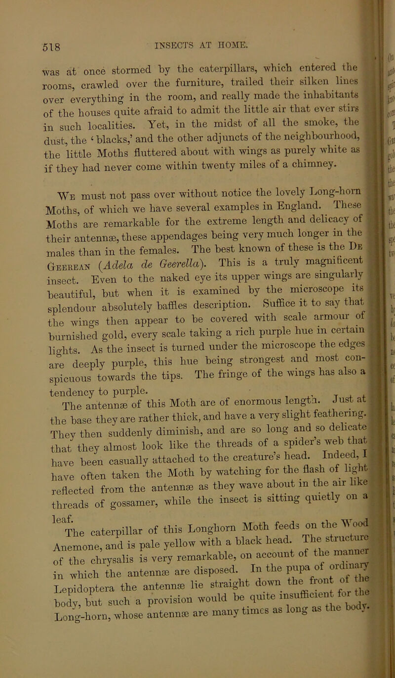 was at once stormed by the caterpillars, which entered the rooms, crawled over the furniture, trailed their silken lines over everything in the room, and really made the inhabitants of the houses quite afraid to admit the little air that ever stirs in such localities. Yet, in the midst of all the smoke, the dust, the ‘blacks,’ and the other adjuncts of the neighbourhood, the little Moths fluttered about with wings as purely white as if they had never come within twenty miles of a chimney. We must not pass over without notice the lovely Long-hom - Moths, of which we have several examples in England. Tliese Moths are remarkable for the extreme length and delicacy of their antennae, these appendages being very much longer in the males than in the females. The best known of these is the De Geerean {Adela de Geerella). This is a truly magnificent insect. Even to the naked eye its upper wings are singularly beautiful, but when it is examined by the microscope its splendour absolutely baffles description. Suffice it to say that the wings then appear to be covered with scale armour of burnishe°d gold, every scale taking a rich purple hue in certain lights. As the insect is turned under the microscope the edges are deeply purple, this hue being strongest and most con- ^ spicuous towards the tips. The fringe of the wings has also a j ' tendency to purple. t 4-1 The antennse of this Moth are of enormous lengta. Just at the base they are rather thick, and have a very slight featheriup They then suddenly diminish, and are so long and so delicate that they almost look like the threads of a spiders web that have been casually attached to the creature’s head. I^^de^d, I have often taken the Moth by watching for the flash of li^it reflected from the antennae as they wave about in the air like threads of gossamer, while the insect is sitting quietly on a '''The caterpillar of tMs Longliorn Moth feeds on the Wood An!Lne, an'd is pale yellow with a hlack head of the chrysalis is very remarkable, on account of m in which the antennas are disposed. In the pupa of old na^ Lepidoptera the antenme lie sti-aight down the front ot tod^ but such a provision would ^^quite iusufflmen Long-horn, whose antennin are many times as long