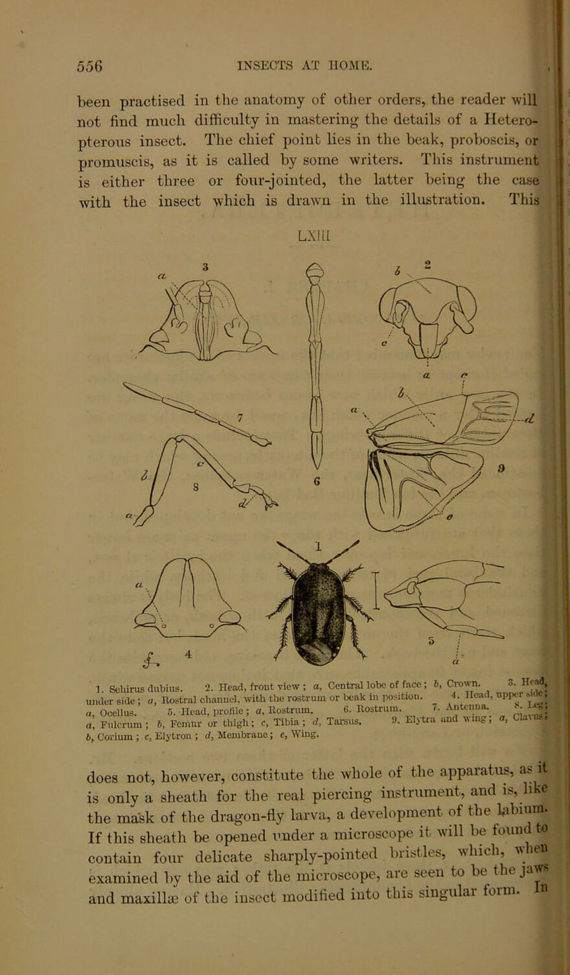 been practised in the anatomy of other orders, the reader will not find much difficulty in mastering the details of a Hetero- pterous insect. The chief point lies in the beak, proboscis, or promuscis, as it is called by some writers. This instrument is either three or four-jointed, the latter being the case with the insect which is drawn in the illustration. This LXIIl 1. Seliirus dubius. 2. Head, front view ; a, Central lobe of face ; 6, Crown. 3. He.^, under side ; a, Rostral channel, with the rostrum or beak in position. e Head, upper , a. Ocellus. 6. Head, profile ; a. Rostrum. 6. Rostrum. ,. Antenna. S. , a. Fulcrum ; b. Femur or thigh; c, Tibia ; d, Tarsus. 9. Eljtra and wmg; a, Clauu. b, Corium ; c, Elytron ; d, Membrane; e. Wing. does not, however, constitute the whole of the apparatus, as it is only a sheath for the real piercing instrument, and is, like the mask of the dragon-fly larva, a development of the bibium. If this sheath be opened under a microscope it will be found o contain four delicate sharply-pointed biistles, vhich, ■vs ie^ examined by the aid of the microscope, are seen to be the jaw.' and maxillaj of the insect modified into this singulai foim.