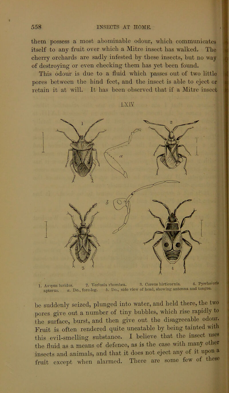 1. Asopns luvidns. 2. Verlnsia vhombea. 3. Comis hirticornis. i. ryrrhororfe ' apterus. a. Do., fore-leg. b. Do., side view of bead, showing antenna and tongue. be suddenly seized, plunged into water, and held there, the two pores give out a number of tiny bubbles, which rise rapidly to the surface, burst, and then give out the disagreeable odour. Fruit is often rendered quite uneatable by being tainted with this evil-smelling substance. I believe that the insect uses the fluid as a means of defence, as is the case with many other insects and animals, and that it does not eject any of it upon a fruit except when alarmed. There are some few of these them possess a most abominable odour, which communicates itself to any fruit over which a Mitre insect has walked. The cherry orchards are sadly infested Vjy these insects, but no Avay of destroying or even checking them has yet been found. This odour is due to a fluid which passes out of two little pores between the hind feet, and the insect is able to eject or retain it at will. It has been observed that if a Mitre insect LXiy