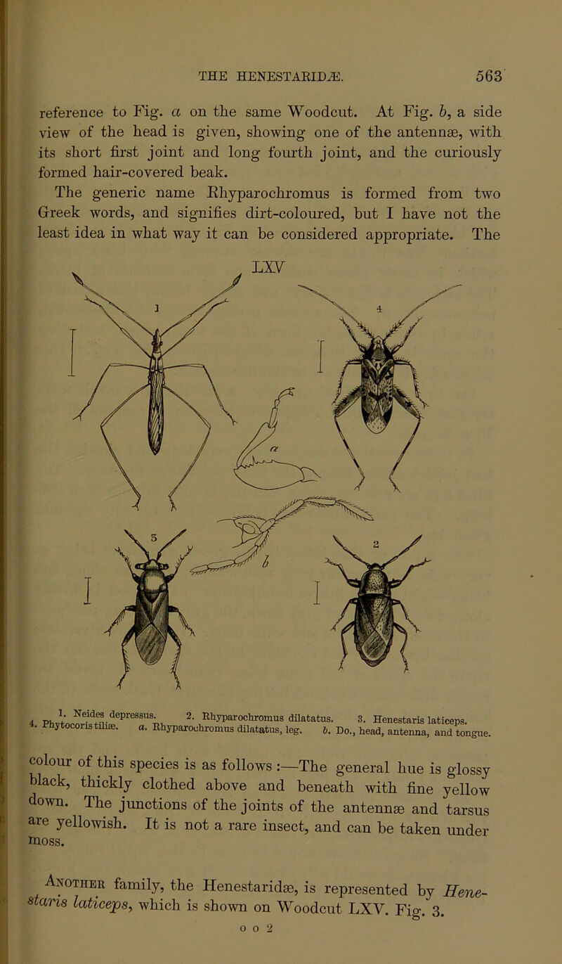 reference to Fig. a on the same Woodcut. At Fig. 6, a side view of the head is given, showing one of the antennae, with its short first joint and long fourth joint, and the curiously formed hair-covered beak. The generic name Ehyparochromus is formed from two Greek words, and signifies dirt-coloured, but I have not the least idea in what way it can be considered appropriate. The 4 dilatatus. 3. Henestaris laticeps. . Phjtocoristili®. a. Rhyparouhromus dilatatus, leg. 6. Do., head, antenna, and tongiie. colour of this species is as follows The general hue is glossy black, thickly clothed above and beneath with fine yellow down. The junctions of the joints of the antennse and tarsus are yellowish. It is not a rare insect, and can be taken under moss. Another family, the Henestaridte, is represented by Hene- staris laticeps^ which is shown on Woodcut LXV. Fio-. 3.