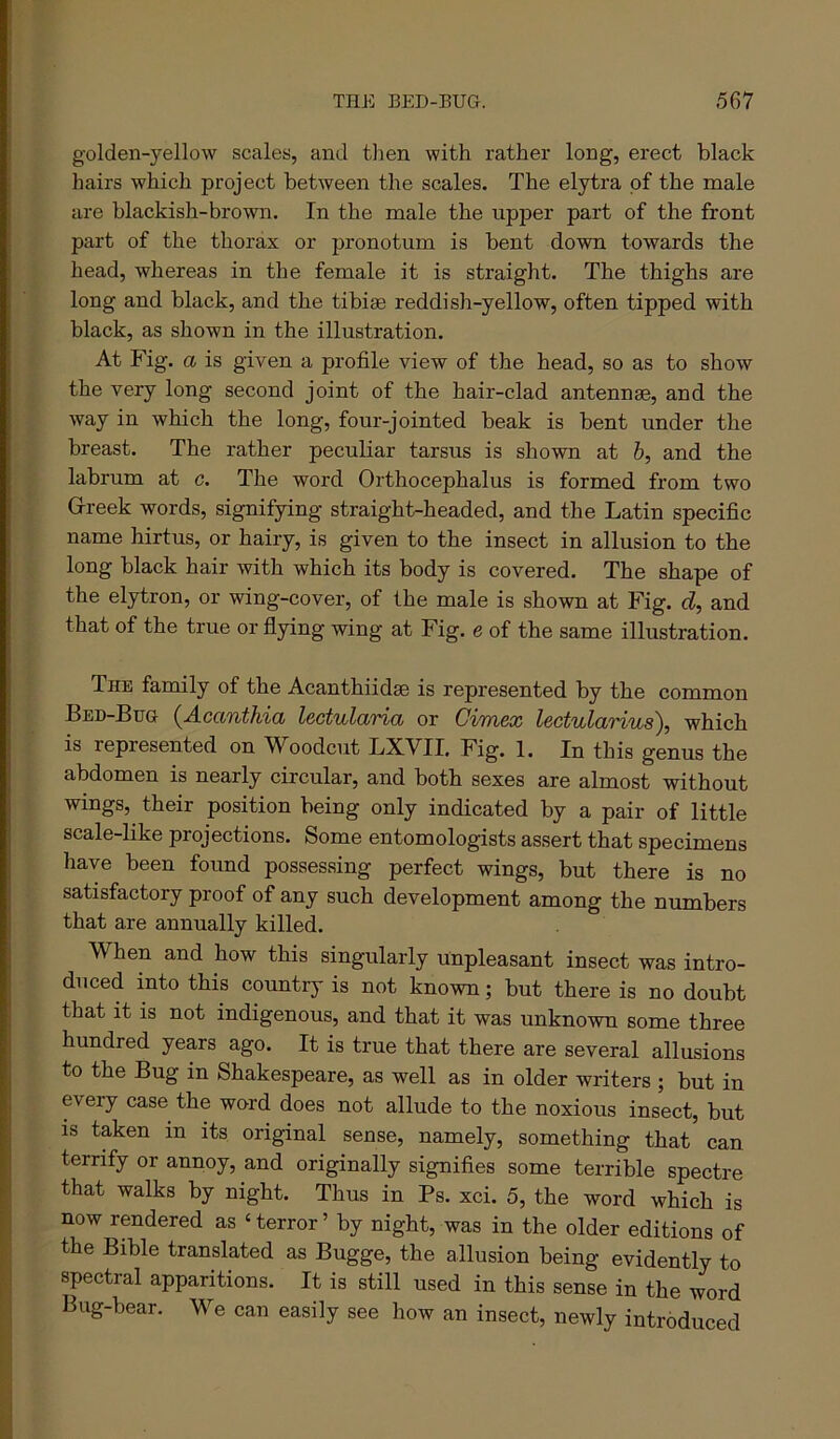 golden-yellow scales, and then with rather long, erect black hairs which project between the scales. The elytra of the male are blackish-brown. In the male the upper part of the front part of the thorax or pronotum is bent down towards the head, whereas in the female it is straight. The thighs are long and black, and the tibiae reddish-yellow, often tipped with black, as shown in the illustration. At Fig. a is given a profile view of the head, so as to show the very long second joint of the hair-clad antennae, and the way in which the long, four-jointed beak is bent under the breast. The rather peculiar tarsus is shown at 6, and the labrum at c. The word Orthocephalus is formed from two Grreek words, signifying straight-headed, and the Latin specific name hirtus, or hairy, is given to the insect in allusion to the long black hair with which its body is covered. The shape of the elytron, or wing-cover, of the male is shown at Fig. d, and that of the true or flying wing at Fig. e of the same illustration. The family of the Acanthiidse is represented by the common Bed-Bug (^Accmth/in Icctuldno, or GiTncx iBctuldnus'^^ which is represented on Woodcut LXVII. Fig. 1. In this genus the abdomen is nearly circular, and both sexes are almost without wings, their position being only indicated by a pair of little scale-like projections. Some entomologists assert that specimens have been found possessing perfect wings, but there is no satisfactory proof of any such development among the numbers that are annually killed. When and how this singularly unpleasant insect was intro- duced into this country is not known; but there is no doubt that it is not indigenous, and that it was unknown some three hundred years ago. It is true that there are several allusions to the Bug in Shakespeare, as well as in older writers ; but in every case the word does not allude to the noxious insect, but is taken in its original sense, namely, something that can terrify or annoy, and originally signifies some terrible spectre that walks by night. Thus in Ps. xci. 5, the word which is now rendered as ‘ terror ’ by night, was in the older editions of the Bible translated as Bugge, the allusion being evidently to spectral apparitions. It is still used in this sense in the word Bug-bear. We can easily see how an insect, newly introduced