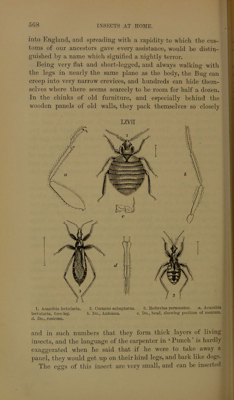 5G8 into England, and spreading with a rapidity to wliicli the cus- toms of our ancestors gave every assistance, would he distin- guished hy a name which signified a nightly terror. Being very flat and short-legged, and always walking with the legs in nearly the same plane as the body, the Bug can creep into very narrow crevices, and hundreds can hide them- selves where there seems scarcely to be room for half a dozen. In the chinks of old furniture, and especially behind the wooden panels of old walls, they pack themselves so closely IXVII 1. Acanthia lectularia. 2. Coranus subapterus. 3. Eediivius personatuf*. a. Acanthia lectularia, tore-leg. b. Do., Antenna. c. Do., head, showing position of rostrum. d. Do., rostrmn. and in such numbers that they form thick layers of living insects, and the language of the carpenter in ‘ Punch ’ is hardly exaggerated when he said that if he were to take away a panel, they would get up on their hind legs, and bark like dogs. The eggs of this insect are very small, and can be inserted