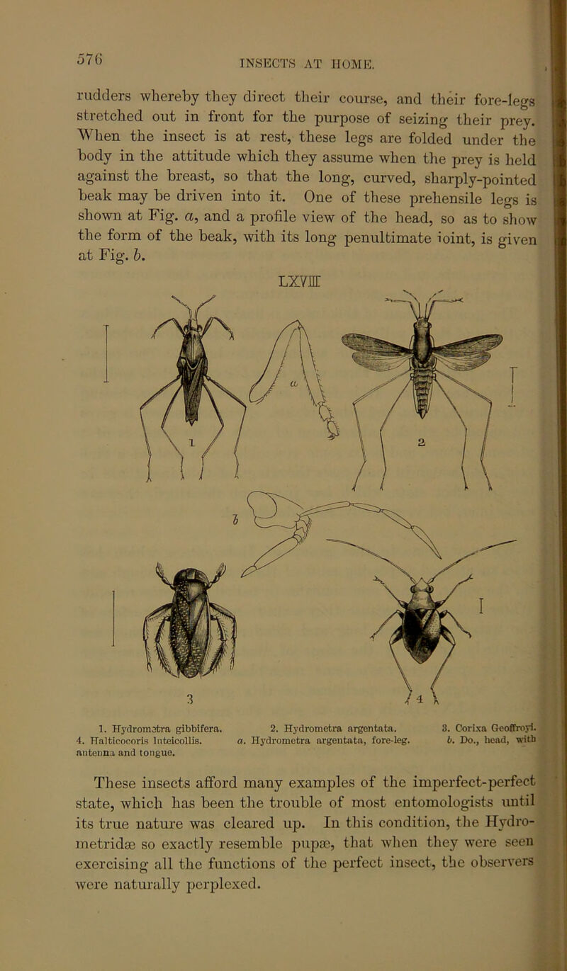 1. Hydromjtra gibbifera. 2. Hydrometra argentata. 3. Corixa Geoffrojl. 4. Ilalticocoris liiteicollis. a. Hydrometra argentata, fore-leg. 6. Do., head, with antenna and tongue. These insects afford many examples of the imperfect-perfect state, which has been the trouble of most entomologists until its true nature was cleared up. In tliis condition, tlie Hydro- metridas so exactly resemble pupa;, that wlien they were seen exercising all the functions of the perfect insect, the observers were naturally perplexed. 57() rudders whereby they direct their course, and their fore-legs stretched out in front for the purpose of seizing their prey. When the insect is at rest, these legs are folded under the body in the attitude which they assume when the prey is held against the breast, so that the long, curved, sharply-pointed beak may be driven into it. One of these prehensile legs is shown at Fig. a, and a profile view of the head, so as to show the form of the beak, with its long penultimate ioint, is given at Fig. b. LXYnr