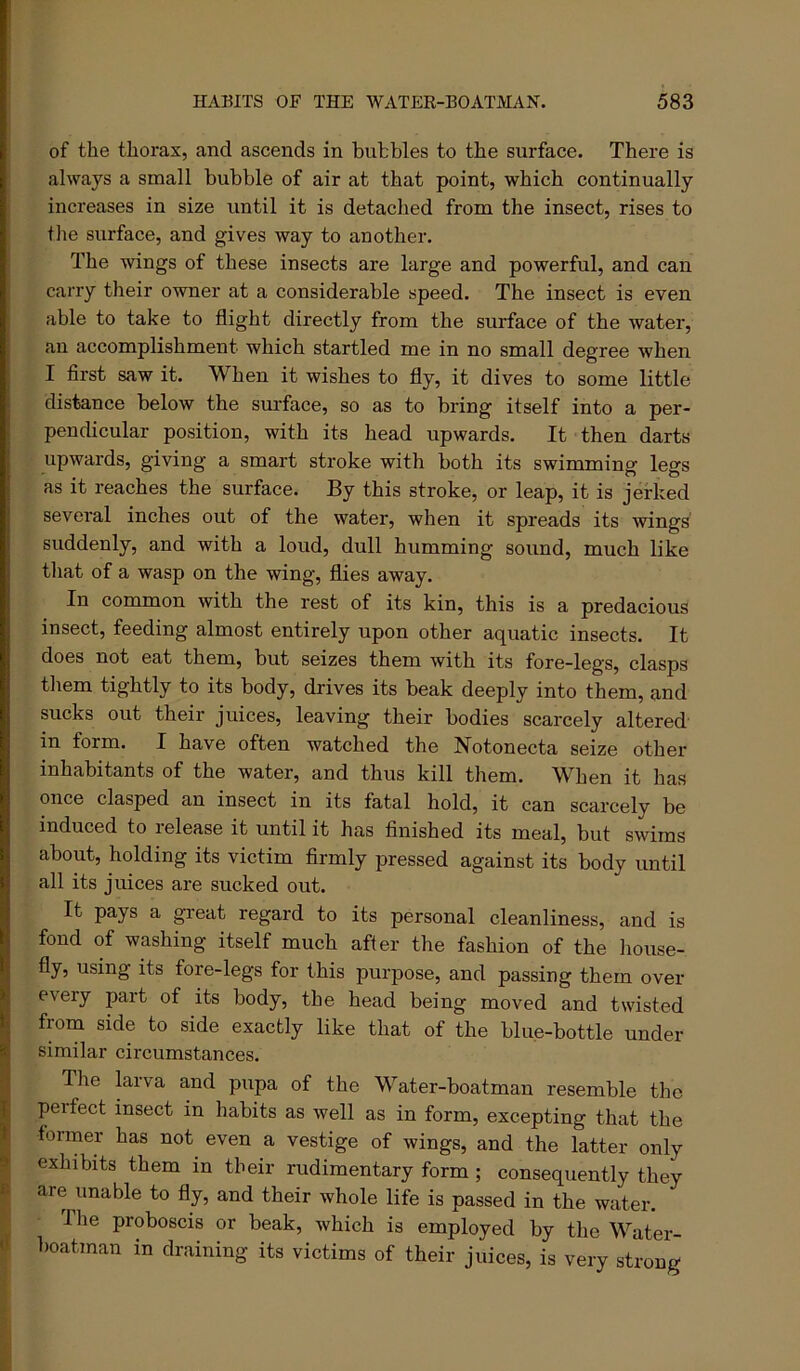 of the thorax, and ascends in bubbles to the surface. There is always a small bubble of air at that point, which continually increases in size until it is detached from the insect, rises to tlie surface, and gives way to another. The wings of these insects are large and powerful, and can carry their owner at a considerable speed. The insect is even able to take to flight directly from the surface of the water, an accomplishment which startled me in no small degree when I first saw it. When it wishes to fly, it dives to some little distance below the sm'face, so as to bring itself into a per- pendicular position, with its head upwards. It then darts upwards, giving a smart stroke with both its swimming legs as it reaches the surface. By this stroke, or leap, it is jerked several inches out of the water, when it spreads its wings suddenly, and with a loud, dull humming sound, much like that of a wasp on the wing, flies away. In common with the rest of its kin, this is a predacious insect, feeding almost entirely upon other aquatic insects. It does not eat them, but seizes them with its fore-legs, clasps them tightly to its body, drives its beak deeply into them, and sucks out their juices, leaving their bodies scarcely altered' in form. I have often watched the Notonecta seize other inhabitants of the water, and thus kill them. When it has once clasped an insect in its fatal hold, it can scarcely be induced to lelease it until it has finished its meal, but swims about, holding its victim firmly pressed against its body until all its juices are sucked out. It pays a great regard to its personal cleanliness, and is fond of washing itself much after the fashion of the house- fly, using its fore-legs for this purpose, and passing them over every part of its body, the head being moved and twisted from side to side exactly like that of the blue-bottle under similar circumstances. The larva and pupa of the Water-boatman resemble the perfect insect in habits as well as in form, excepting that the former has not even a vestige of wings, and the latter only exhibits them in their rudimentary form; consequently they are unable to fly, and their whole life is passed in the water. I he proboscis or beak, which is employed by the Water- boatman in draining its victims of their juices, is very strong