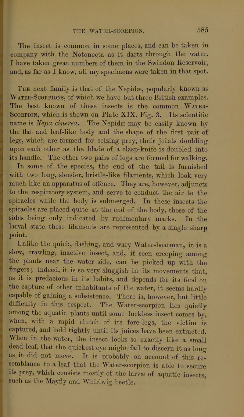 The insect is common in some places, and can be taken in company witli tlie Notonecta as it darts through the water. I have taken great numbers of them in the Swindon Eeservoir, and, as far as I know, all my specimens were taken in that spot. The next family is that of the Nepidse, popularly known as ATER-ScoRPiONS, of which we have but three British examples. The best known of these insects is the common Water- Scorpion, which is shown on Plate XIX. Fig. 3. Its scientific name is Nejpa cinerea. The Xepidse may be easily known by the flat and leaf-like body and the shape of the first pair of legs, which are formed for seizing prey, their joints doubling upon each other as the blade of a clasp-knife is doubled into its handle. The other two pairs of legs are formed for walking. In some of the species, the end of the tail is furnished with two long, slender, bristle-like filaments, which look very much bke an apparatus of offence. They are, however, adjuncts to the respiratory system, and serve to conduct the air to the spiracles while the body is submerged. In these insects the spiracles are placed quite at the end of the body, those of the sides being only indicated by rudimentary marks. In the larval state these filaments are represented by a single sharp point. I Unlike the quick, dashing, and wary Water-boatman, it is a I slow, crawling, inactive insect, and, if seen creeping among I the plants near the water side, can be picked up with the P fingers; indeed, it is so very sluggish in its movements that, iji as it is predacious in its habits, and depends for its food on the capture of other inhabitants of the water, it seems hardly I capable of gaining a subsistence. There is, however, but little t difficulty in this respect. The Water-scorpion lies quietly ^ among the aquatic plants until some luckless insect comes by, when, with a rapid clutch of its fore-legs, the victim is It captured, and held tightly until its juices have been extracted. ? When in the water, the insect looks so exactly like a small i dead leaf, that the quickest eye might fail to discern it as long ‘4 as it did not move. It is probably on account of this re- >t semblance to a leaf that the Water-scorpion is able to secure ^ its prey, which consists mostly of the larvae of aquatic insects, fc such as the Mayfly and Whirlwig beetle.