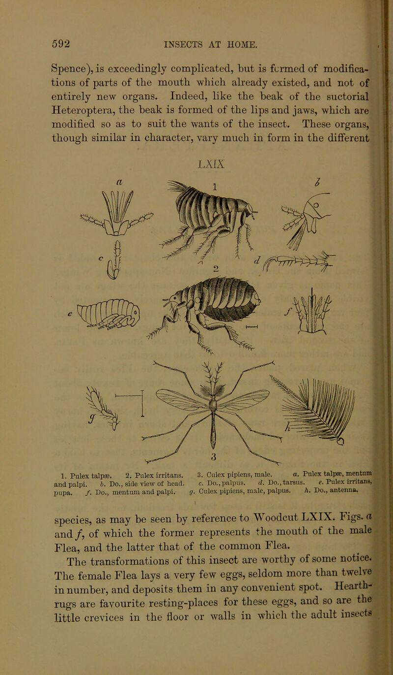 Spence), is exceedingly complicated, but is formed of modifica- j tions of parts of the mouth which already existed, and not of j entirely new organs. Indeed, like the beak of the suctorial j Heteroptera, the beak is formed of the lips and jaws, which are modified so as to suit the wants of the insect. These organs, though similar in character, vary much in form in the different LAIX 1. PulextalpsB. 2. Pulexirritans. 3. Culex pipiens, male. a. Pnlex talpee, mcntnm and palpi. &. Do., side view of head. c. Do., palpus. d. Do., tarsus. e. Pulex irritans, pupa. /. Do., mentum and palpi. g. Culex pipiens, male, palpus. A. Do., antenna. species, as may be seen by reference to Woodcut LXIX. Figs. and /, of which the former represents the mouth of the male Flea, and the latter that of the common Flea. The transformations of this insect are worthy of some notice. The female Flea lays a very few eggs, seldom more than twelve in number, and deposits them in any convenient spot. Hearth- . rugs are favourite resting-places for these eggs, and so are the little crevices in the floor or walls in which the adult insects