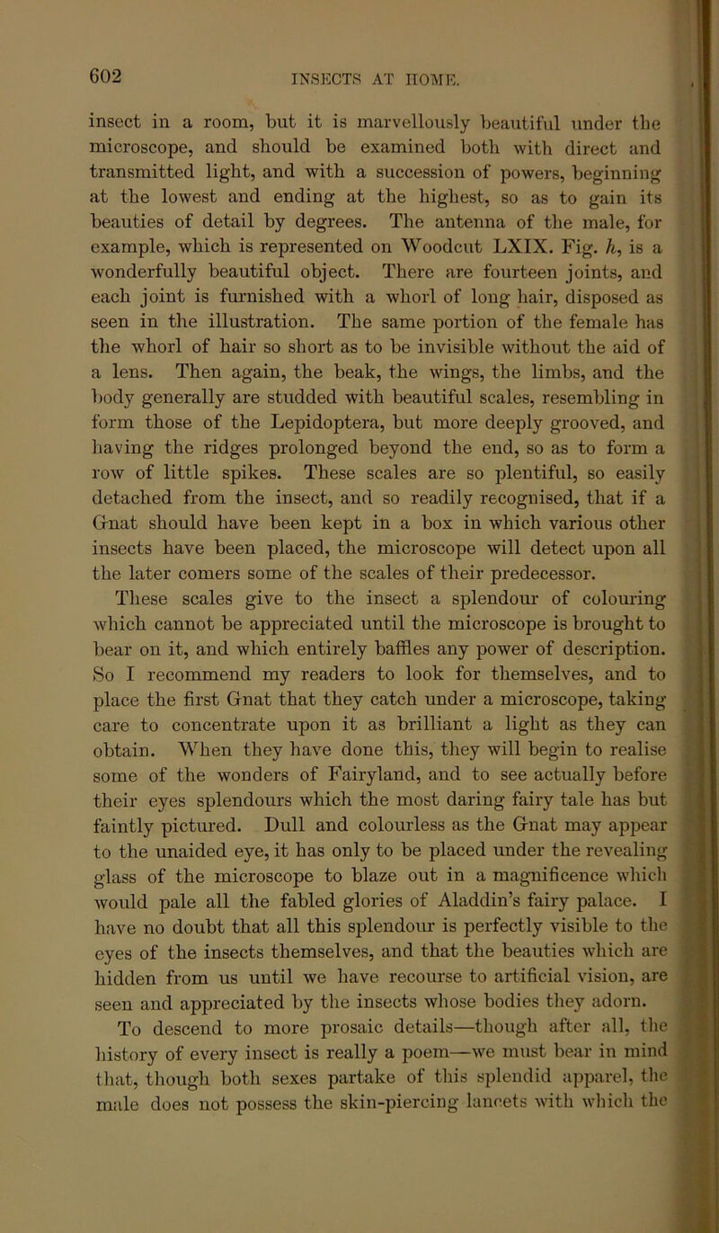 insect in a room, but it is marvellously beautiful under the microscope, and should be examined both with direct and transmitted light, and with a succession of powers, beginning at the lowest and ending at the highest, so as to gain its beauties of detail by degrees. The antenna of the male, for example, which is represented on Woodcut LXIX. Fig. h, is a wonderfully beautiful object. There are fourteen joints, and each joint is furnished with a whorl of long hair, disposed as seen in the illustration. The same portion of the female has the whorl of hair so short as to be invisible without the aid of a lens. Then again, the beak, the wings, the limbs, and the body generally are studded with beautiful scales, resembling in form those of the Lepidoptera, but more deeply grooved, and having the ridges prolonged beyond the end, so as to form a row of little spikes. These scales are so plentiful, so easily detached from the insect, and so readily recognised, that if a Grnat should have heen kept in a box in which various other insects have been placed, the microscope will detect upon all the later comers some of the scales of their predecessor. These scales give to the insect a splendour of colom-ing which cannot be appreciated until the microscope is brought to bear on it, and which entirely baffles any power of description. So I recommend my readers to look for themselves, and to place the first Grnat that they catch under a microscope, taking care to concentrate upon it as brilliant a light as they can obtain. When they have done this, they will begin to realise some of the wonders of Fairyland, and to see actually before their eyes splendours which the most daring fairy tale has but faintly pictured. Dull and colourless as the Grnat may appear to the unaided eye, it has only to be placed under the revealing glass of the microscope to blaze out in a magnificence which would pale all the fabled glories of Aladdin’s fairy palace. I have no doubt that all this splendour is perfectly visible to the eyes of the insects themselves, and that the beauties which are hidden from us until we have recourse to artificial vision, are seen and appreciated by the insects whose bodies they adorn. To descend to more prosaic details—though after all, tlie history of every insect is really a poem—we must bear in mind that, though both sexes partake of tins splendid apparel, the male does not possess the skin-piercing lancets with which the