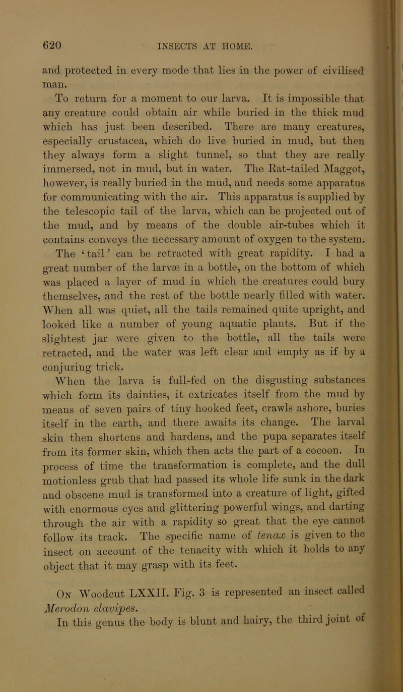 and protected in every mode that lies in the power of civilised | * man. | * To return for a moment to our larva. It is impossible that any creature could obtain air while buried in the thick mud * ' which has just been described. There are many creatures, especially Crustacea, which do live buried in mud, but then ( they always form a slight tunnel, so that they are really immersed, not in mud, but in water. The Rat-tailed Maggot, however, is really buried in the mud, and needs some apparatus for communicating with the air. This apparatus is supplied by the telescopic tail of the larva, which can be projected out of the mud, and by means of the double air-tubes which it contains conveys the necessary amount of oxygen to the system. The ‘ tail ’ can be retracted with great rapidity. I had a great number of the larvae in a bottle, on the bottom of which was placed a layer of mud in which the creatures could bury themselves, and the rest of the bottle nearly filled with water. When all was quiet, all the tails remained quite upright, and looked like a number of young aquatic plants. But if the slightest jar were given to the bottle, all the tails were j retracted, and the water was left clear and empty as if by a ; conjuring trick. ; When the larva is full-fed on the disgusting substances which form its dainties, it extricates itself from the mud by means of seven pairs of tiny hooked feet, crawls ashore, buries itself in the earth, and there awaits its change. The larval skin then shortens and hardens, and the pupa separates itself from its former skin, which then acts the part of a cocoon. In process of time the transformation is complete, and the dull motionless grub that had passed its whole life sunk in the dark ?« and obscene mud is transformed into a creature of light, gifted with enormous eyes and glittering powerful wings, and darting « through the air with a rapidity so great that the eye cannot ^ follow its track. The specific name of tenax is given to the insect on account of the tenacity with which it holds to any object that it may grasp with its feet. On Woodcut LXXII. Fig. 3 is represented an insect called Merodon clavipes. In this genus the body is blunt and hairy, the third joint oi j tf m '