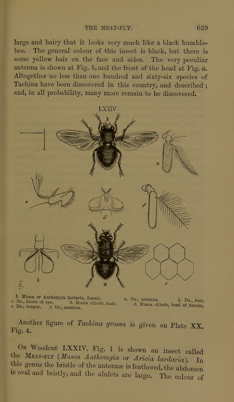 large and hairy that it looks very much like a black humble- bee. The general colour of this insect is black, but there is some yellow hair on the face and sides. The very peculiar antenna is shown at Fig. 6, and the front of the head at Fig. a. Altogether no less than one hundred and sixty-six species of Tachina have been discovered in this country, and described ; and, in all probability, many more remain to be discovered. LXXIV 1. Musca or Anthomyia lardaria, female, c. Do., facets of eye. 2. Musca chloris, male, e. Do., tongue. /. Do., antenna. a. Do., antenna. 6. Do., foot. d. Musca cMoris, head of female. Another figure of Tackma grossa is given on Plate XX Fig. 4. On Woodcut LXXIV. Fig. 1 is shown an insect called the Meat-fly {Musca Anthomyia or Ancia lardaHa) In this genus the bristle of the antennae is feathered, the abdomen IS oval and bristly, and the alulets are large. The colour of