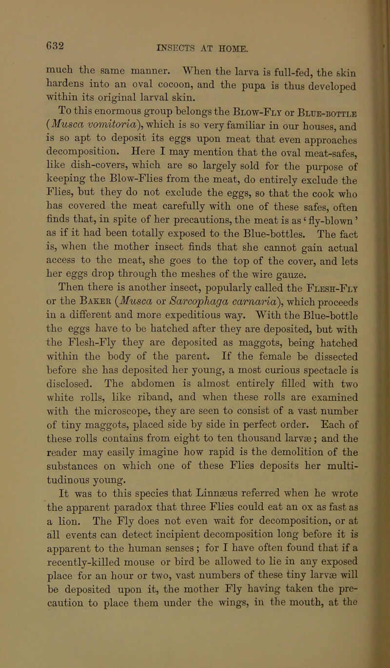 G32 much tlie same manner. When the larva is full-fed, the skin hardens into an oval cocoon, and the pupa is thus developed within its original larval skin. To this enormous group belongs the Blow-Fly or Blue-bottle {Musca uom-itoria), which is so very familiar in our houses, and is so apt to deposit its eggs upon meat that even approaches decomposition. Here I may mention that the oval meat-safes, like dish-covers, which are so largely sold for the purpose of keeping the Blow-Flies from the meat, do entirely exclude the Flies, hut they do not exclude the eggs, so that the cook who has covered the meat carefully with one of these safes, often finds that, in spite of her precautions, the meat is as ‘ fly-blown ’ as if it had been totally exposed to the Blue-bottles. The fact is, when the mother insect finds that she cannot gain actual access to the meat, she goes to the top of the cover, and lets her eggs drop through the meshes of the wire gauze. Then there is another insect, popularly called the Flesh-Fly or the Baker (iifwsca or Sarcophaga carnaria), which proceeds in a different and more expeditious way. With the Blue-hottle the eggs have to be hatched after they are deposited, but with the Flesh-Fly they are deposited as maggots, being hatched within the body of the parent. If the female be dissected before she has deposited her young, a most curious spectacle is disclosed. The abdomen is almost entirely filled with two white rolls, like riband, and when these rolls are examined with the microscope, they are seen to consist of a vast number of tiny maggots, placed side by side in perfect order. Each of these rolls contains from eight to ten thousand larvae; and the reader may easily imagine how rapid is the demolition of the substances on which one of these Flies deposits her multi- tudinous young. It was to this species that Linnaeus referred when he wrote the apparent paradox that three FUes could eat an ox as fast as a lion. The Fly does not even wait for decomposition, or at all events can detect incipient decomposition long before it is apparent to the human senses; for I have often found that if a recently-killed mouse or bird be allowed to lie in any exposed place for an hour or two, vast numbers of these tiny larvae will be deposited upon it, the mother Fly having taken the pre- caution to place them under the wings, in the mouth, at the