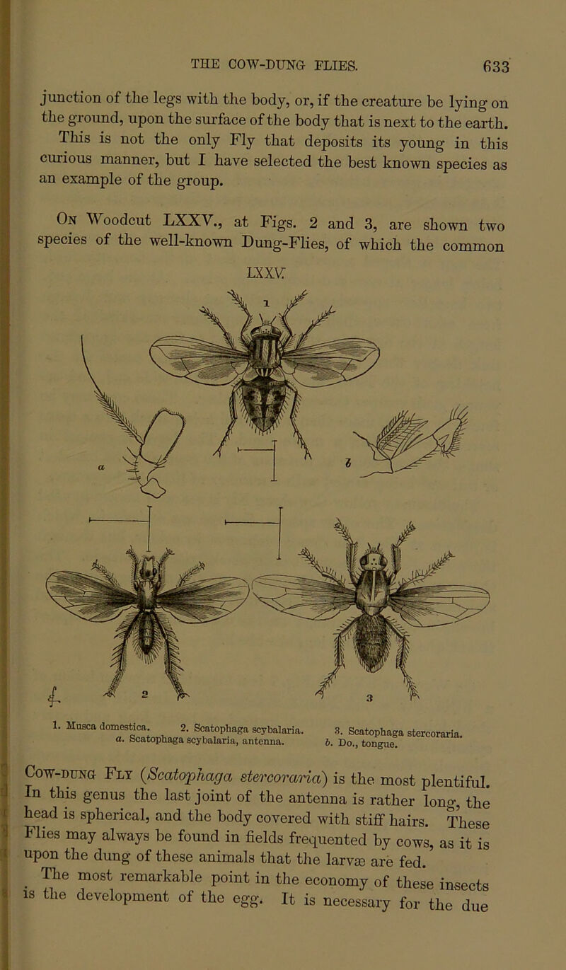 junction of the legs with the body, or, if the creature be lying on the ground, upon the surface of the body that is next to the earth. This is not the only Fly that deposits its young in this curious manner, but I have selected the best known species as an example of the group. On Woodcut LXXV., at Figs. 2 and 3, are shown two species of the well-known Dung-Flies, of which the common LXX\^ 1. Musce domGstica, 2, Scatopbaga scybalaria. a. Scatopbaga scybalaria, antenna. 3. Scatopbaga stercoraria. &. Do., tongue. Cow-DUNa Fly {Scatopbaga stercoraria) is the most plentiful. In this genus the last joint of the antenna is rather long, the head is spherical, and the body covered with stiff hairs. These Flies may always be found in fields frequented by cows, as it is upon the dung of these animals that the larvse are fed. The most remarkable point in the economy of these insects IS the development of the egg. It is necessary for the due