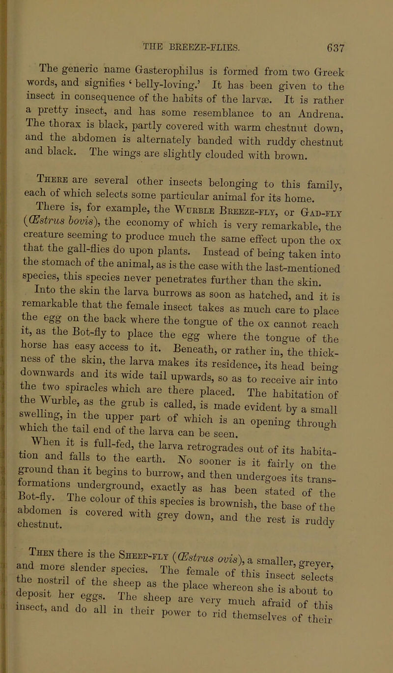 The generic name Gasterophilus is formed from two Greek words, and signifies ‘ belly-loving.’ It has been given to the insect in consequence of the habits of the larvse. It is rather ; a pretty insect, and has some resemblance to an Andrena. The thorax is black, partly covered with warm chestnut down, and the abdomen is alternately banded with ruddy chestnut j and black. The wings are slightly clouded with brown. There ave several other insects belonging to this family, each of which selects some particular animal for its home. There is, for example, the Wtieble Breeze-fly, or Gad-fly {(Est't'us bovis), the economy of which is very remarkable, the creature seeming to produce much the same effect upon the ox that the gall-flies do upon plants. Instead of being taken into the stomach of the animal, as is the case with the last-mentioned species, this species never penetrates further than the skin. Into the skin the larva burrows as soon as hatched, and it is remarkable that the female insect takes as much care to place the egg on the back where the tongue of the ox cannot reach it, as the Bot-fly to place the egg where the tongue of the horse has easy access to it. Beneath, or rather in, the thick- ness of the skin, the larva makes its residence, its head being ownwards and its wide tail upwards, so as to receive air into e Wurble, as the grub is called, is made evident by a small 7bf bTb ' 1 1 opening through which the tail end of the larva can be seen. ^ When It IS full-fed, the larva retrogrades out of its habita- on falls to the earth. No sooner is it fairly on the ground than it begins to bm-row, and then undergoes ffs trans formations underground, exactly as has been stated of the y. The colour of this species is brownish, the base of the chesW. '' is ^'^ddy Then there is the Sheep-fly {(Estrus ovis), a smaller, grever and more slender species. The female of • I ^ ’ the nostril of the sLep as the ptarth: eon heTstb^^^^^^ deposit her eggs. The sheep are very much afraM msect, and do all in their power to rid themselres of the.'r