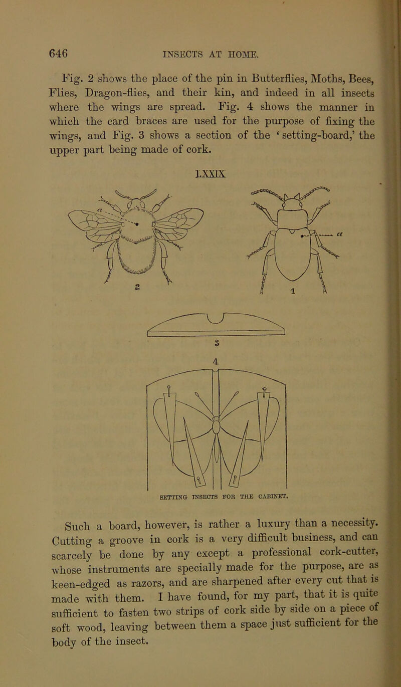 Fig. 2 shows the place of the pin in Butterflies, Moths, Bees, Flies, Dragon-flies, and their kin, and indeed in all insects where the wings are spread. Fig. 4 shows the manner in which the card braces are used for the purpose of fixing the wings, and Fig. 3 shows a section of the ‘ setting-board,’ the upper part being made of cork. LXXIX 4 Such a board, however, is rather a luxury than a necessity. Cutting a groove in cork is a very difficult business, and can scarcely be done by any except a professional cork-cutter, whose instruments are specially made for the purpose, are as keen-edged as razors, and are sharpened after every cut that is made with them. I have found, for my part, that it is quite sufficient to fasten two strips of cork side by side on a piece of soft wood, leaving between them a space just sufficient for the body of the insect.