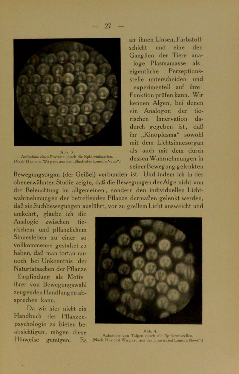 e * * vt ? IV # “fi«Silfl*® * «* ** ,A » ; t i t Abb. 3. Aufnahme eines Porträts durch die Epidermiszellcn. (Nach Harold Wäger, aus der „lllustratcd London News“.) an ihnen Linsen, Farbstoff- schicht und eine den Ganglien der Tiere ana- loge Plasmamasse als eigentliche Perzeptions- stelle unterscheiden und experimentell auf ihre Funktion prüfen kann. Wir kennen Algen, bei denen ein Analogon der tie- rischen Innervation da- durch gegeben ist, daß ihr „Kinoplasma“ sowohl mit dem Lichtsinnesorgan als auch mit dem durch dessen Wahrnehmungen in seinerBewegung gelenkten Bewegungsorgan (der Geißel) verbunden ist. Und indem ich in der obenerwähnten Studie zeigte, daß die Bewegungen der Alge nicht von der Beleuchtung im allgemeinen, sondern den individuellen Licht- wahrnehmungen der betreffenden Pflanze dermaßen gelenkt werden, daß sie Suchbewegungen ausführt, vor zu grellem Licht ausweicht und umkehrt, glaube ich die Analogie zwischen tie- rischem und pflanzlichem Sinnesleben zu einer so vollkommenen gestaltet zu haben, daß man fortan nur noch bei Unkenntnis der Naturtatsachen der Pflanze Empfindung als Motiv ihrer von Bewegungswahl zeugenden Handlungen ab- sprechen kann. Da wir hier nicht ein Handbuch der Pflanzen- psychologie zu bieten be- absichtigen , mögen diese Abb- 4- - ° Aufnahme von Tulpen durch die Epidermiszellcn. Hinweise genügen. Es (Nach Harold Wäger, aus der „lllustratcd London News.) M m #