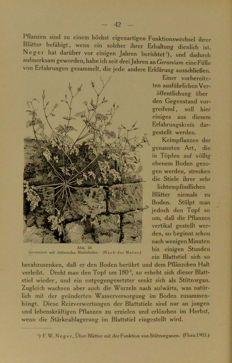 I flanzen sind zu einem höchst eigenartigen Funktionswechsel ihrer Blätter befähigt, wenn ein solcher ihrer Erhaltung dienlich ist. Neger hat darüber vor einigen Jahren berichtet1), und dadurch aufmerksam geworden, habe ich seit drei Jahren an Geranium eine Fülle von Erfahrungen gesammelt, die jede andere Erklärung ausschließen. Einer vorbereite- ten ausführlichen Ver- öffentlichung über den Gegenstand vor- greifend , soll hier einiges aus diesem Erfahrungskreis dar- gestellt werden. Keimpflanzen der genannten Art, die in Töpfen auf völlig ebenem Boden gezo- gen werden, strecken die Stiele ihrer sehr lichtempfindlichen Blätter niemals zu Boden. Stülpt man jedoch den Topf so um, daß die Pflanzen vertikal gestellt wer- den, so beginnt schon nach wenigen Minuten bis einigen Stunden ein Blattstiel sich so herabzusenken, daß er den Boden berührt und dem Pflänzchen Halt verleiht. Dreht man den Topf um 180°, so erhebt sich dieser Blatt- stiel wieder, und ein entgegengesetzter senkt sich als Stützorgan. Zugleich wachsen aber auch die Wurzeln nach aufwärts, was natür- lich mit der geänderten Wasserversorgung im Boden zusammen- hängt. Diese Reizverwertungen der Blattstiele sind nur an jungen und lebenskräftigen Pflanzen zu erzielen und erlöschen im Herbst, wenn die Stärkeablagerung im Blattstiel eingestellt wird. Abb. 10. Geranium mit stützenden Blattstielen. (Nach der Natur.) ') F. W. Neger, Über Blätter mit der Funktion von Stützorganen. (Flora 1903.)