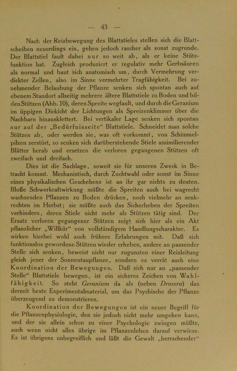 Nach der Reizbewegung des Blattstieles stellen sich die Blatt- scheiben neuerdings ein, gehen jedoch rascher als sonst zugrunde. Der Blattstiel fault dabei nur so weit ab, als er keine Stütz- funktion hat. Zugleich produziert er regulativ mehr Gerbsäuren als normal und baut sich anatomisch um, durch Vermehrung ver- dickter Zellen, also im Sinne vermehrter Tragfähigkeit. Bei zu- nehmender Belaubung der Pflanze senken sich spontan auch auf ebenem Standort allseitig mehrere ältere Blattstiele zu Boden und bil- den Stützen (Abb. 10), deren Spreite wegfault, und durch die Geranium im üppigen Dickicht der Lichtungen als Spreizenklimmer über die Nachbarn hinausklettert. Bei vertikaler Lage senken sich spontan nur auf der „Bedürfnisseite“ Blattstiele. Schneidet man solche Stützen ab, oder werden sie, was oft vorkommt, von Schimmel- pilzen zerstört, so senken sich darüberstehende Stiele assimilierender Blätter herab und ersetzen die verloren gegangenen Stützen oft zweifach und dreifach. Dies ist die Sachlage, soweit sie für unseren Zweck in Be- tracht kommt. Mechanistisch, durch Zuchtwahl oder sonst im Sinne eines physikalischen Geschehens ist an ihr gar nichts zu deuten. Bloße Schwerkraftwirkung müßte die Spreiten auch bei wagrecht wachsenden Pflanzen zu Boden drücken, noch vielmehr an senk- rechten im Herbst; sie müßte auch das Sicherheben der Spreiten verhindern, deren Stiele nicht mehr als Stützen tätig sind. Der Ersatz verloren gegangener Stützen zeigt sich hier als ein Akt pflanzlicher „Willkür“ von vollständigem Handlungscharakter. Es wirken hierbei wohl auch frühere Erfahrungen mit. Daß sich funktionslos gewordene Stützen wieder erheben, andere an passender Stelle sich senken, beweist nicht nur zugunsten einer Reizleitung gleich jener der Sonnentaupflanze, sondern es verrät auch eine Koordination der Bewegungen. Daß sich nur an „passender Stelle“ Blattstiele bewegen, ist ein sicheres Zeichen von Wahl- fähigkeit. So steht Geranium da als (neben Drosera) das derzeit beste Experimentalmaterial, um das Psychische der Pflanze überzeugend zu demonstrieren. Koordination der Bewegungen ist ein neuer Begriff für die Pflanzenphysiologie, den sie jedoch nicht mehr umgehen kann, und der sie allein schon zu einer Psychologie zwingen müßte, auch wenn nicht alles übrige im Pflanzenleben darauf verwiese. Es ist übrigens unbegreiflich und läßt die Gewalt „herrschender“