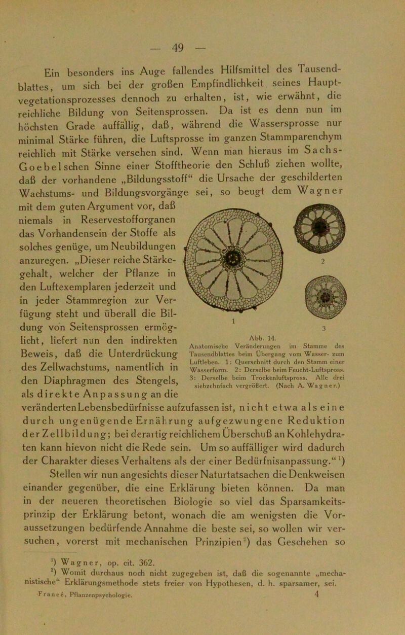 Ein besonders ins Auge fallendes Hilfsmittel des Tausend- blattes, um sich bei der großen Empfindlichkeit seines Haupt- vegetationsprozesses dennoch zu erhalten, ist, wie erwähnt, die reichliche Bildung von Seitensprossen. Da ist es denn nun im höchsten Grade auffällig, daß, während die Wassersprosse nur minimal Stärke führen, die Luftsprosse im ganzen Stammparenchym reichlich mit Stärke versehen sind. Wenn man hieraus im Sachs- Goebel sehen Sinne einer Stofftheorie den Schluß ziehen wollte, daß der vorhandene „Bildungsstoff“ die Ursache der geschilderten Wachstums- und Bildungsvorgänge sei, so beugt dem Wagner mit dem guten Argument vor, daß niemals in Reservestofforganen das Vorhandensein der Stoffe als solches genüge, um Neubildungen anzuregen. „Dieser reiche Stärke- gehalt, welcher der Pflanze in den Luftexemplaren jederzeit und in jeder Stammregion zur Ver- fügung steht und überall die Bil- dung von Seitensprossen ermög- licht, liefert nun den indirekten Beweis, daß die Unterdrückung des Zellwachstums, namentlich in den Diaphragmen des Stengels, als direkte Anpassung an die verändertenLebensbedürfnisse aufzufassen ist, nicht etwa als eine durch ungenügende Ernäl.rung aufgezwungene Reduktion derZellbildung; bei derai tig reichlichem Überschuß an Kohlehydra- ten kann hievon nicht die Rede sein. Um so auffälliger wird dadurch der Charakter dieses Verhaltens als der einer Bedüi fnisanpassung.“ ') Stellen wir nun angesichts dieser Naturtatsachen die Denkweisen einander gegenüber, die eine Erklärung bieten können. Da man in der neueren theoretischen Biologie so viel das Sparsamkeits- prinzip der Erklärung betont, wonach die am wenigsten die Vor- aussetzungen bedürfende Annahme die beste sei, so wollen wir ver- suchen, vorerst mit mechanischen Prinzipien ) das Geschehen so ') Wagner, op. cit. 362. 2) Womit durchaus noch nicht zugegeben ist, daß die sogenannte „mecha- nistische“ Erklärungsmethode stets freier von Hypothesen, d. h. sparsamer, sei. •France, Pflanzcnpsychologic. 4 Anatomische Veränderungen im Stamme des Tausendblattes heim Übergang vom Wasser- zum Luftleben. 1: Querschnitt durch den Stamm einer Wasserform. 2: Derselbe beim Feucht-Luftspross. 3: Derselbe beim Trockfcnluftspross. Alle drei .siebzehnfach vergrößert. (Nach A. Wagner.)