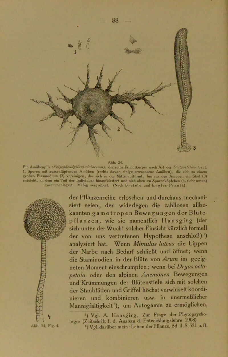 Abb. 24. Ein Amöbenpilz (Polysphondyhum violaceum), der seine Fruchtkörper nach Art der Dictyostelien baut. 1. Sporen mit ausschlüpfenden Amöben (rechts davon einige erwachsene Amöben), die sich zu einem großen Plasmodium (2) vereinigen, das sich in der Mitte auftürmt, bis aus den Amöben ein Stiel (3) entsteht, an dem ein Teil der Individuen hinaufklettert und sich oben zu Sporenköpfchen (4, siehe unten) zusammenlagert. Mäßig vergrößert. (Nach Brefeld und Engler-Prantl.) Abb. 24, Fig. 4. der Pflanzenreihe erloschen und durchaus mechani- siert seien, den widerlegen die zahllosen allbe- kannten gamotropen Bewegungen der Blüte- pflanzen, wie sie namentlich Hansgirg (der sich unter derWudrP solcher Einsicht kürzlich formell der von uns vertretenen Hypothese anschloß)') analysiert hat. Wenn Mimulus luleus die Lippen der Narbe nach Bedarf schließt und öffnet; wenn die Staminodien in der Blüte von Anim im geeig- neten Moment einschrumpfen; wenn bei Dryas octo- petala oder den alpinen Anemonen Bewegungen und Krümmungen der Blütenstiele sich mit solchen der Staubfäden und Griffel höchst verwickelt koordi- nieren und kombinieren usw. in unermeßlicher Mannigfaltigkeit“), um Autogamie zu ermöglichen, ') Vgl. A. Hansgirg, Zur Frage der Phytopsycho- logie (Zeitschrift f. d. Ausbau d. Entwicklungslehre 1908). J) Vgl. darüber mein: Leben der Pflanze, Bd. II, S. 531 u. ff.