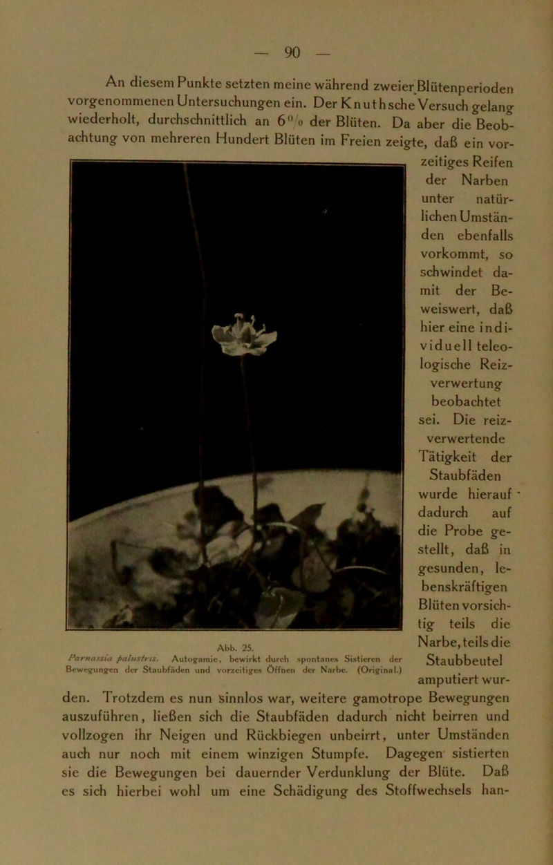 An diesem Punkte setzten meine während zweier Blütenperioden vorgenommenen Untersuchungen ein. Der Knuthsche Versuch gelang wiederholt, durchschnittlich an 6°/o der Blüten. Da aber die Beob- achtung von mehreren Hundert Blüten im Freien zeigte, daß ein vor- zeitiges Reifen der Narben unter natür- lichen Umstän- den ebenfalls vorkommt, so schwindet da- mit der Be- weiswert, daß hier eine indi- viduell teleo- logische Reiz- verwertung beobachtet sei. Die reiz- verwertende Tätigkeit der Staubfäden wurde hierauf ' dadurch auf die Probe ge- stellt, daß in gesunden, le- benskräftigen Blüten vorsich- tig teils die Narbe, teils die Staubbeutel amputiert wur- den. Trotzdem es nun sinnlos war, weitere gamotrope Bewegungen auszuführen, ließen sich die Staubfäden dadurch nicht beirren und vollzogen ihr Neigen und Rückbiegen unbeirrt, unter Umständen auch nur noch mit einem winzigen Stumpfe. Dagegen sistierten sie die Bewegungen bei dauernder Verdunklung der Blüte. Daß es sich hierbei wohl um eine Schädigung des Stoffwechsels han- Abb. 25. Parnassia palustris. Autogamie, bewirkt durch spontanes Sistieren der Bewegungen der Staubfäden und vorzeitiges Öffnen der Narbe. (Original.)