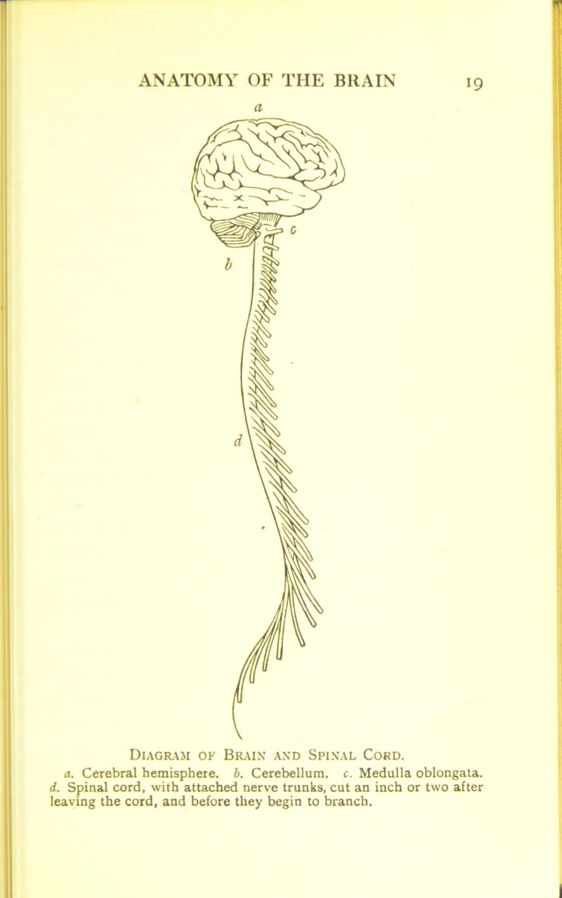 a Diagram of Brain and Spinal Cord. a. Cerebral hemisphere, b. Cerebellum, c. Medulla oblongata. d. Spinal cord, with attached nerve trunks, cut an inch or two after leaving the cord, and before they begin to branch.