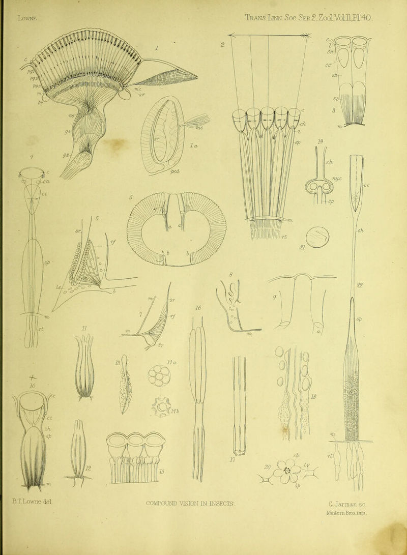 Trans Xmm. SoC'. Ser.2, 7no' Vo¥i[ ;PT4fi. B.T.Lowne del. COMPOUND VISIGN'IN''INSECTS. Cl..Jar:Ti.axi ,sc. Minbern Bios.imp.