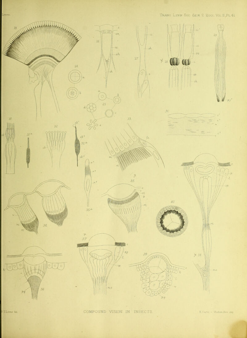 Tracts. .1 xcnsr See. Ser 2. Zc5i..VoE.ltrPi..4;l. c.o:vipou® Aj/isio'jsr in : insects. E.Carter * MmtemBros imp.