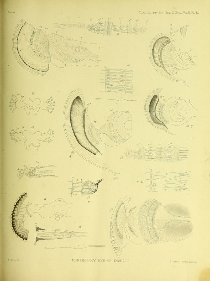 KOc^PHOLCGY E'YE OF INSECTS, £. Carter sc. Mmtem.Bros.i iBTLowae del.