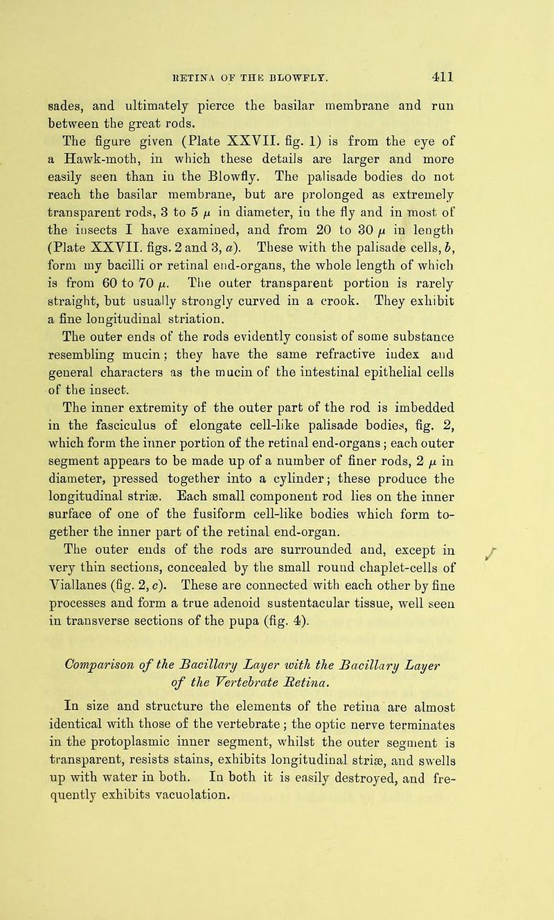 sades, and ultimately pierce the basilar membrane and run between the great rods. The figure given (Plate XXVII. fig. 1) is from the eye of a Hawk-moth, in which these details are larger and more easily seen than in the Blowfly. The palisade bodies do not reach the basilar membrane, but are prolonged as extremely transparent rods, 3 to 5 n in diameter, in the fly and in most of the insects I have examined, and from 20 to 30 y in length (Plate XXVII. figs. 2 and 3, a). These with the palisade cells, b, form my bacilli or retinal end-organs, the whole length of which is from 60 to 70 y. The outer transparent portion is rarely straight, but usually strongly curved in a crook. They exhibit a fine longitudinal striation. The outer ends of the rods evidently consist of some substance resembling mucin; they have the same refractive iudex and general characters as the mucin of the intestinal epithelial cells of the insect. The inner extremity of the outer part of the rod is imbedded in tbe fasciculus of elongate cell-like palisade bodies, fig. 2, which form the inner portion of the retinal end-organs; each outer segment appears to be made up of a number of finer rods, 2 y in diameter, pressed together into a cylinder; these produce the longitudinal striae. Each small component rod lies on the inner surface of one of the fusiform cell-like bodies which form to- gether the inner part of the retinal end-organ. The outer ends of the rods are surrounded and, except in very thin sections, concealed by the small round chaplet-cells of Viallanes (fig. 2, c). These are connected with each other by fine processes and form a true adenoid sustentacular tissue, well seen in transverse sections of the pupa (fig. 4). Comparison of the Bacillary Layer with the Bacillary Layer of the Vertebrate Retina. In size and structure the elements of the retina are almost identical with those of the vertebrate; the optic nerve terminates in the protoplasmic inner segment, whilst the outer segment is transparent, resists stains, exhibits longitudinal striae, and swells up with water in both. In both it is easily destroyed, and fre- quently exhibits vacuolation.