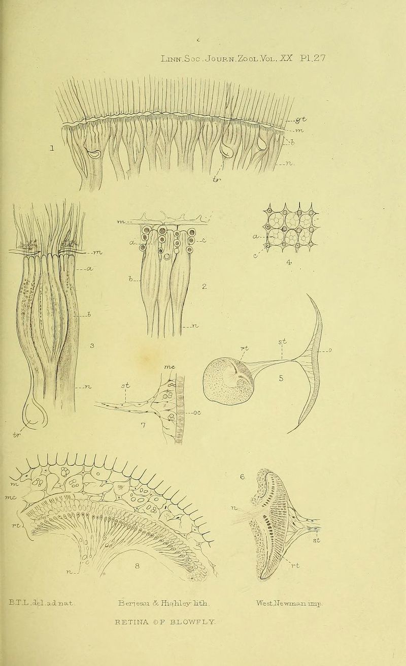 iKjtiillop . Js'up.is.ZoolYol. XX PI.27 B .T.L. oLel. sin at. B eri esoi 5c Hiqliley' li£b.. VYe st^Tewnan imp. RETINA OF BLOWFLY.