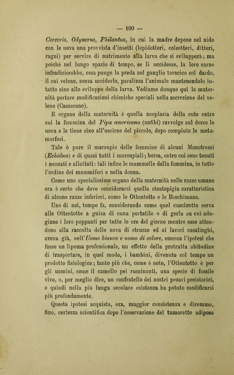 Cerceris, Odynerus, Philantus, in cui la madre depone nel nido con le uova una provvista d’insetti (lepidotteri, coleotteri, ditteri, ragni) per servire di nutrimento alla larva che si svilupperà; ma poiché nel lungo spazio di tempo, se li uccidesse, la loro carne infradicierebbe, essa punge la preda nel ganglio toracico col dardo, il cui veleno, senza ucciderlo, paralizza l’animale mantenendolo in- tatto sino allo sviluppo della larva. Vediamo dunque qui la mater- nità portare modificazioni chimiche speciali nella secrezione del ve- leno (Camerano). E organo della maternità è quella neoplasia della cute entro cui la femmina del Pipa americana (anfibi) ravvolge sul dorso le uova e le tiene sino all’uscirne del piccolo, dopo compiute le meta- morfosi. Tale è pure il marsupio delle femmine di alcuni Monotremi [Echidna) e di quasi tutti i marsupiali ; borsa, entro cui sono tenuti i neonati e allattati: tali infine le mammelle della femmina, in tutto l’ordine dei mammiferi e nella donna. Come uno specialissimo organo della maternità nelle razze umane ora è certo che deve considerarsi quella steatopigia caratteristica di alcune razze inferiori, come le Ottentotte e le Boschimane. Uno di noi, tempo fa, considerando come quel cuscinetto serva alle Ottentotte a guisa di cuna portatile o di gerla su cui ada- giano i loro poppanti per tutte le ore del giorno mentre esse atten- dono alla raccolta delle uova di struzzo ed ai lavori casalinghi, aveva già, nell’Uòmo bianco e nomo di colore, emessa l’ipotesi che fosse un lipoma professionale, un effetto della protratta abitudine di trasportare, in quel modo, i bambini, divenuto col tempo un prodotto fisiologico ; tanto più che, come è noto, l’Ottentotto è per gli uomini, come il camello pei ruminanti, una specie di fossile vivo, o, per meglio dire, un confratello dei nostri proavi preistorici, e quindi nella più lunga secolare esistenza ha potuto modificarsi più profondamente. Questa ipotesi acquista, ora, maggior consistenza e diremmo, fino, certezza scientifica dopo l’osservazione del tumoretto adiposo