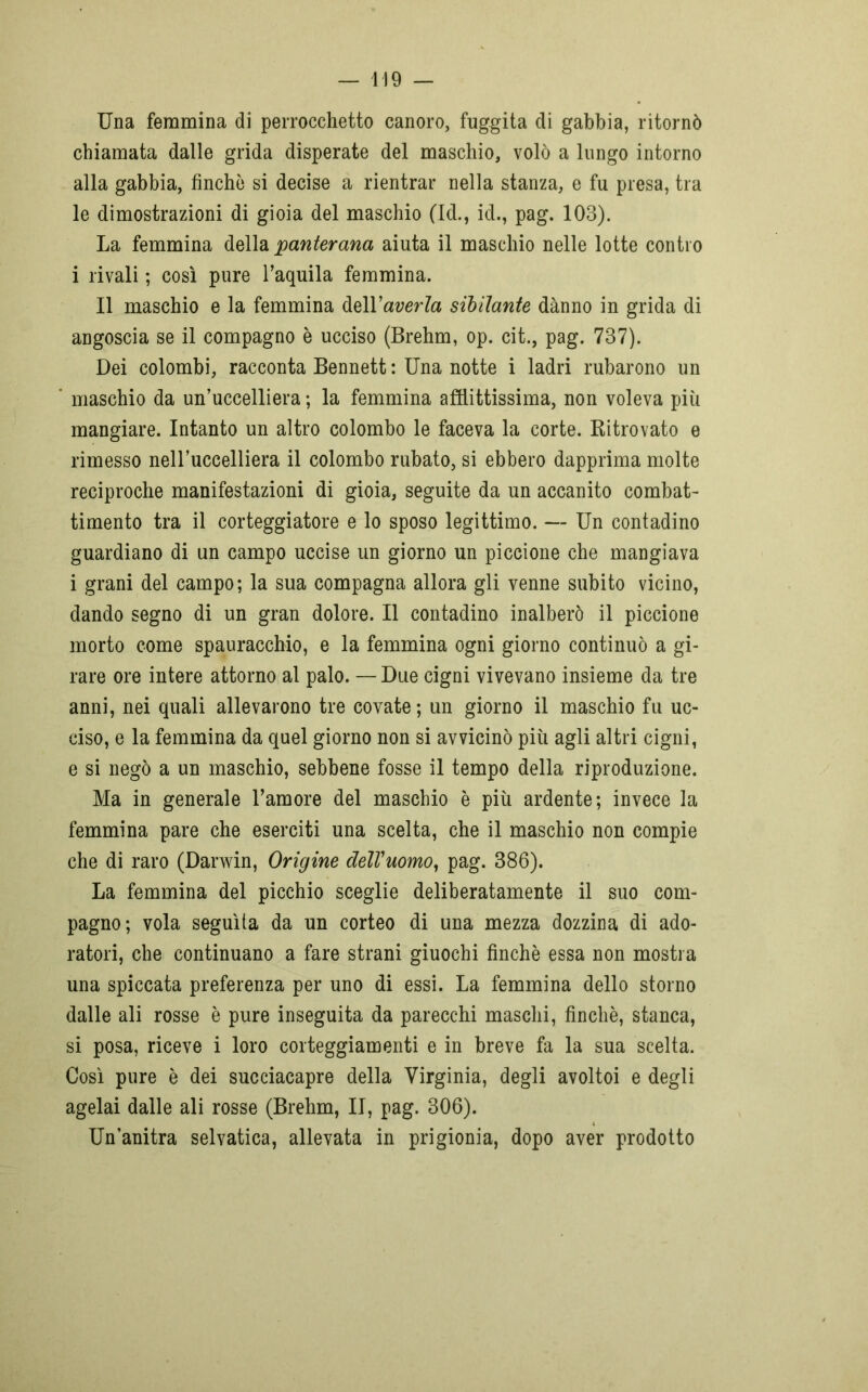 Una femmina di perroechetto canoro, fuggita di gabbia, ritornò chiamata dalle grida disperate del maschio, volò a lungo intorno alla gabbia, finche si decise a rientrar nella stanza, e fu presa, tra le dimostrazioni di gioia del maschio (Id., id., pag. 103). La femmina della panterana aiuta il maschio nelle lotte contro i rivali ; così pure l’aquila femmina. Il maschio e la femmina dell 'averla sibilante danno in grida di angoscia se il compagno è ucciso (Brehm, op. cit., pag. 737). Dei colombi, racconta Bennett : Una notte i ladri rubarono un maschio da un’uccelliera ; la femmina afflittissima, non voleva più mangiare. Intanto un altro colombo le faceva la corte. Ritrovato e rimesso neH’uccelliera il colombo rubato, si ebbero dapprima molte reciproche manifestazioni di gioia, seguite da un accanito combat- timento tra il corteggiatore e lo sposo legittimo. — Un contadino guardiano di un campo uccise un giorno un piccione che mangiava i grani del campo; la sua compagna allora gli venne subito vicino, dando segno di un gran dolore. Il contadino inalberò il piccione morto come spauracchio, e la femmina ogni giorno continuò a gi- rare ore intere attorno al palo. — Due cigni vivevano insieme da tre anni, nei quali allevarono tre covate; un giorno il maschio fu uc- ciso, e la femmina da quel giorno non si avvicinò più agli altri cigni, e si negò a un maschio, sebbene fosse il tempo della riproduzione. Ma in generale l’amore del maschio è più ardente; invece la femmina pare che eserciti una scelta, che il maschio non compie che di raro (Darwin, Origine dell'uomo, pag. 386). La femmina del picchio sceglie deliberatamente il suo com- pagno; vola seguita da un corteo di una mezza dozzina di ado- ratori, che continuano a fare strani giuochi finché essa non mostra una spiccata preferenza per uno di essi. La femmina dello storno dalle ali rosse è pure inseguita da parecchi maschi, finché, stanca, si posa, riceve i loro corteggiamenti e in breve fa la sua scelta. Così pure è dei succiacapre della Virginia, degli avoltoi e degli agelai dalle ali rosse (Brehm, II, pag. 306). Un’anitra selvatica, allevata in prigionia, dopo aver prodotto