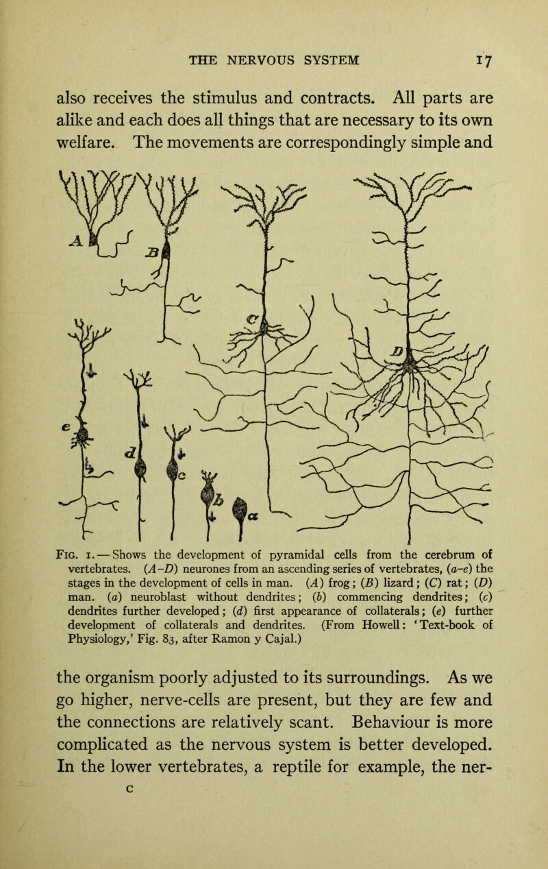 also receives the stimulus and contracts. All parts are alike and each does all things that are necessary to its own welfare. The movements are correspondingly simple and Fig. I. — Shows the development of pyramidal cells from the cerebrum of vertebrates. {A-D) neurones from an ascending series of vertebrates, (a-e) the stages in the development of cells in man. (A) frog; (B) lizard; (C) rat; (D) man. (a) neuroblast without dendrites; (b) commencing dendrites; (c) dendrites further developed; (d) first appearance of collaterals; (e) further development of collaterals and dendrites. (From Howell: ‘Text-book of Physiology,’ Fig. 83, after Ramon y Cajal.) the organism poorly adjusted to its surroundings. As we go higher, nerve-cells are present, but they are few and the connections are relatively scant. Behaviour is more complicated as the nervous system is better developed. In the lower vertebrates, a reptile for example, the ner- c