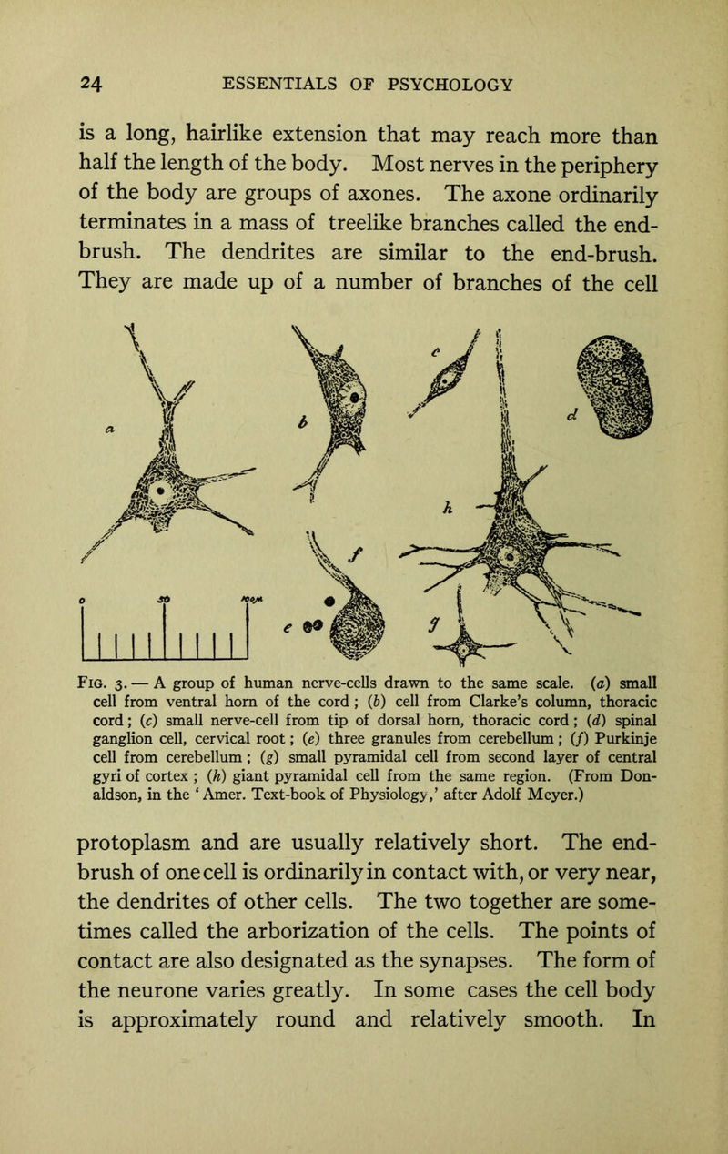 is a long, hairlike extension that may reach more than half the length of the body. Most nerves in the periphery of the body are groups of axones. The axone ordinarily terminates in a mass of treelike branches called the end- brush. The dendrites are similar to the end-brush. They are made up of a number of branches of the cell Fig. 3.— A group of human nerve-cells drawn to the same scale, {a) small cell from ventral horn of the cord ; (6) cell from Clarke’s column, thoracic cord; (c) small nerve-cell from tip of dorsal horn, thoracic cord; {d) spinal ganglion cell, cervical root; (e) three granules from cerebellum; (/) Purkinje cell from cerebellum; (g) small pyramidal cell from second layer of central gyri of cortex ; (h) giant pyramidal cell from the same region. (From Don- aldson, in the ‘ Amer. Text-book of Physiology,’ after Adolf Meyer.) protoplasm and are usually relatively short. The end- brush of one cell is ordinarily in contact with, or very near, the dendrites of other cells. The two together are some- times called the arborization of the cells. The points of contact are also designated as the synapses. The form of the neurone varies greatly. In some cases the cell body is approximately round and relatively smooth. In