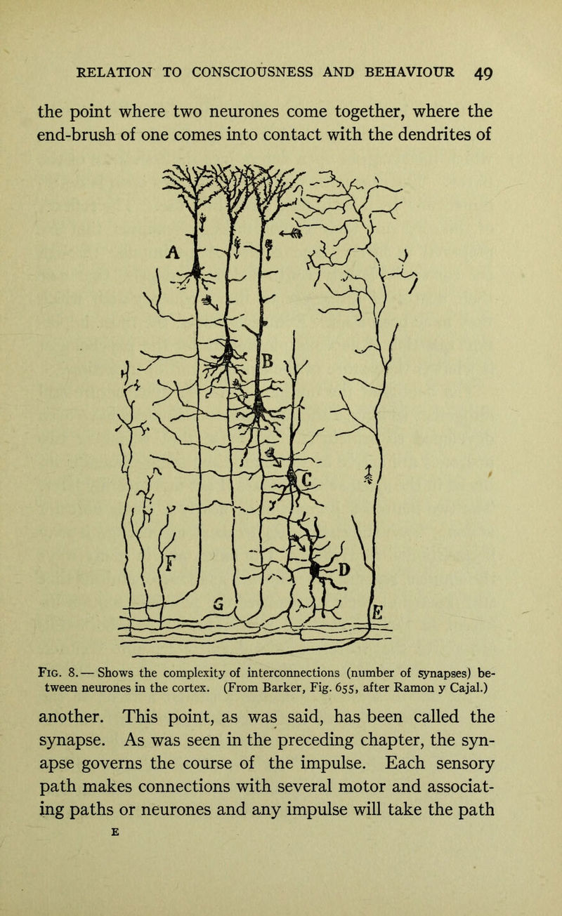 the point where two neurones come together, where the end-brush of one comes into contact with the dendrites of Fig. 8.— Shows the complexity of interconnections (number of synapses) be- tween neurones in the cortex. (From Barker, Fig. 655, after Ramon y Cajal.) another. This point, as was said, has been called the s}mapse. As was seen in the preceding chapter, the syn- apse governs the course of the impulse. Each sensory path makes connections with several motor and associat- ing paths or neurones and any impulse will take the path