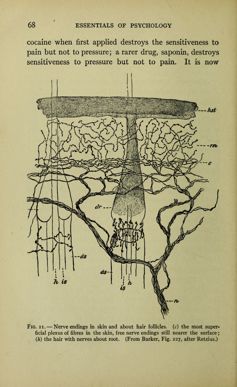 cocaine when first applied destroys the sensitiveness to pain but not to pressure; a rarer drug, saponin, destroys sensitiveness to pressure but not to pain. It is now Fig. II. — Nerve endings in skin and about hair follicles, (c) the most super- ficial plexus of fibres in the skin, free nerve endings still nearer the surface; Qi) the hair with nerves about root. (From Barker, Fig. 227, after Retzius.)