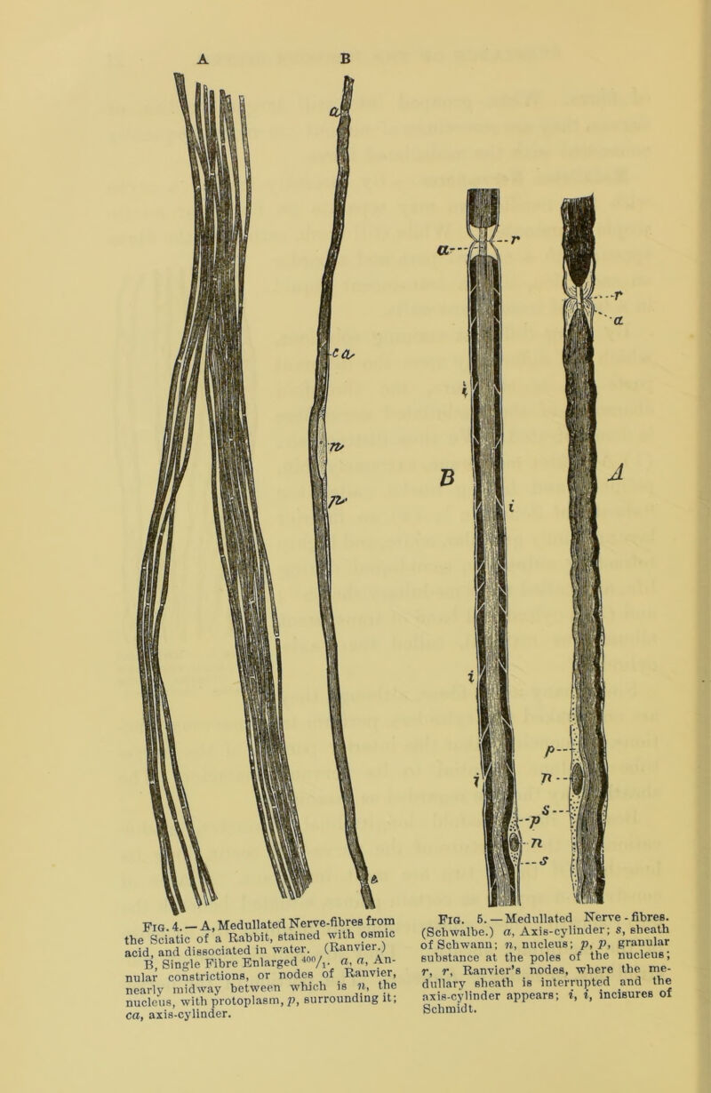 A B ca, axis-cylinder. Fig. 6. — Medullated Nerve - fibres. (Schwalbe.) a, Axis-cylinder; s, sheath of Schwann; nucleus; p, p, griinular substance at the poles of the nucleus; r, r, Ranvier’s nodes, where the me- dullary sheath is interrupted and the axis-cylinder appears; i, i, incisures of Schmidt.