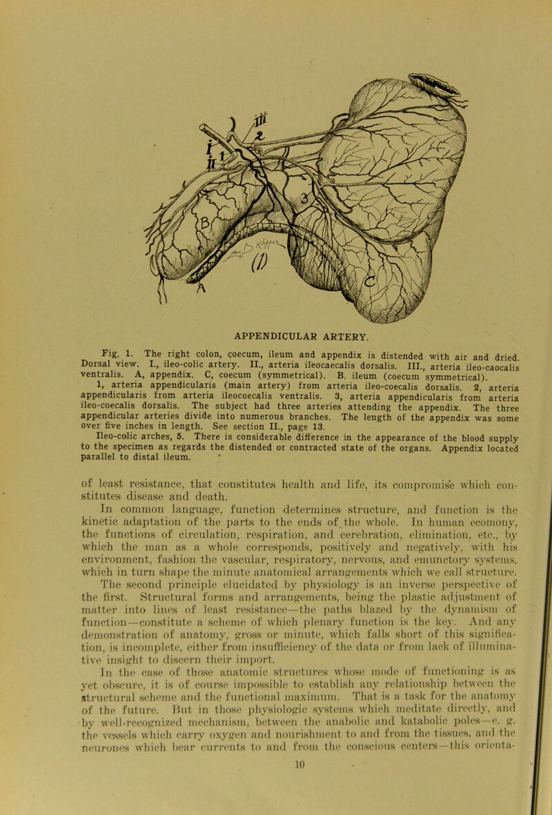 APPENDICULAR ARTERY. Fig. 1. The right colon, coecum, ileum and appendix is distended with air and dried Dorsal view. I., ileo-colic artery. II., arteria ileocaecalis dorsalis. III., arteria ileo-caocalis ventralis. A, appendix. C, coecum (symmetrical). B. ileum (coecum symmetrical). 1, arteria appendicularis (main artery) from arteria ileo-coecalis dorsalis. 2, arteria appendicularis from arteria ileocoecalis ventralis. 3, arteria appendicularis from arteria ileo-coecalis dorsalis. The subject had three arteries attending the appendix. The three appendicular arteries divide into numerous branches. The length of the appendix was some over five inches in length. See section II., page 13. Ileo-colic arches, 5. There is considerable difference in the appearance of the blood supply to the specimen as regards the distended or contracted state of the organs. Appendix located parallel to distal ileum. of least resistance, that constitutes health and life, its compromise which con- stitutes disease and death. In common language, function determines structure, and function is the kinetic adaptation of the parts to the ends of. the whole. In human ecomony, the fnnctions of circulation, respiration, and cerebration, elimination, etc., by which the man as a whole corresponds, positively and negatively, with his environment, fashion the vascular, respiratory, nervous, and emunctory systems, which in turn shape the minute anatomical arrangements which we call structure. The second principle elucidated by physiology is an inverse perspective of the first. Structural forms and arrangements, being the plastic adjustment of matter into lines of least resistance—the paths blazed by the dynamism of function — constitute a scheme of which plenary function is the key. And any demonstration of anatomy, gross or minute, which falls short of this significa- tion, is incomplete, either from insufficiency of the data or from lack of illumina- tive insight to discern their import. In the case of those anatomic structures whose mode of functioning is as yet obscure, it is of course impossible to establish any relationship between the structural scheme and the functional maximum. That is a task for the anatomy of the future. But in those physiologic systems which meditate directly, and by well-recognized mechanism, between the anabolic and katabolic poles—e. g. the vessels which carry oxygen and nourishment to and from the tissues, and the neurones which bear currents to and from the conscious centers—this orienta-