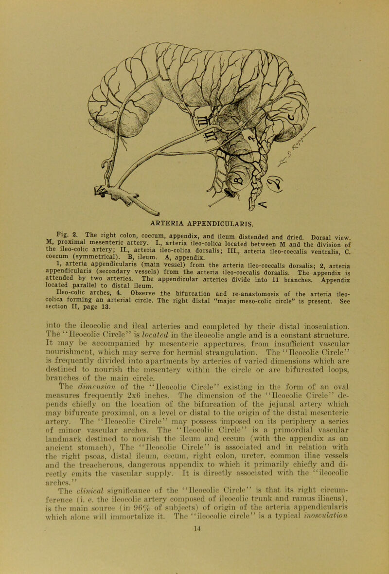 Fig. 2. The right colon, coecum, appendix, and ileum distended and dried. Dorsal view. M, proximal mesenteric artery. I., arteria ileo-colica located between M and the division of the lleo-colic artery; II., arteria ileo-colica dorsalis; III., arteria ileo-coecalis ventralis C. coecum (symmetrical). B, ileum. A, appendix. 1, arteria appendicularis (main vessel) from the arteria ileo-coecalis dorsalis; 2, arteria appendicularis (secondary vessels) from the arteria ileo-coecalis dorsalis. The appendix is attended by two arteries. The appendicular arteries divide into 11 branches. Appendix located parallel to distal ileum. Ileo-colic arches, 4. Observe the bifurcation and re-anastomosis of the arteria ileo- colica forming an arterial circle. The right distal “major meso-colic circle” is present. See section II, page 13. into the ileocolic and ileal arteries and completed by their distal inosculation. The “Ileocolic Circle” is located in the ileocolic angle and is a constant structure. It may be accompanied by mesenteric appertures, from insufficient vascular nourishment, which may serve for hernial strangulation. The “Ileocolic Circle” is frequently divided into apartments by arteries of varied dimensions which are destined to nourish the mesentery within the circle or are bifurcated loops, branches of the main circle. The dimension of the “Ileocolic Circle” existing in the form of an oval measures frequently 2x6 inches. The dimension of the “Ileocolic Circle” de- pends chiefly on the location of the bifurcation of the jejunal artery which may bifurcate proximal, on a level or distal to the origin of the distal mesenteric artery. The “Ileocolic Circle” may possess imposed on its periphery a series of minor vascular arches. The “Ileocolic Circle” is a primordial vascular landmark destined to nourish the ileum and cecum (with the appendix as an ancient stomach), The “Ileocolic Circle” is associated and in l’elation with the right psoas, distal ileum, cecum, right colon, ureter, common iliac vessels and the treacherous, dangerous appendix to which it primarily chiefly and di- rectly emits the vascular supply. It is directly associated with the “ileocolic arches.” The clinical significance of the “Ileocolic Circle” is that its right circum- ference (i. e. the ileocolic artery composed of ileocolic trunk and ramus iliacus), is the main source (in 96% of subjects) of origin of the arteria appendicularis which alone will immortalize it. The. “ileocolic circle” is a typical inosculation