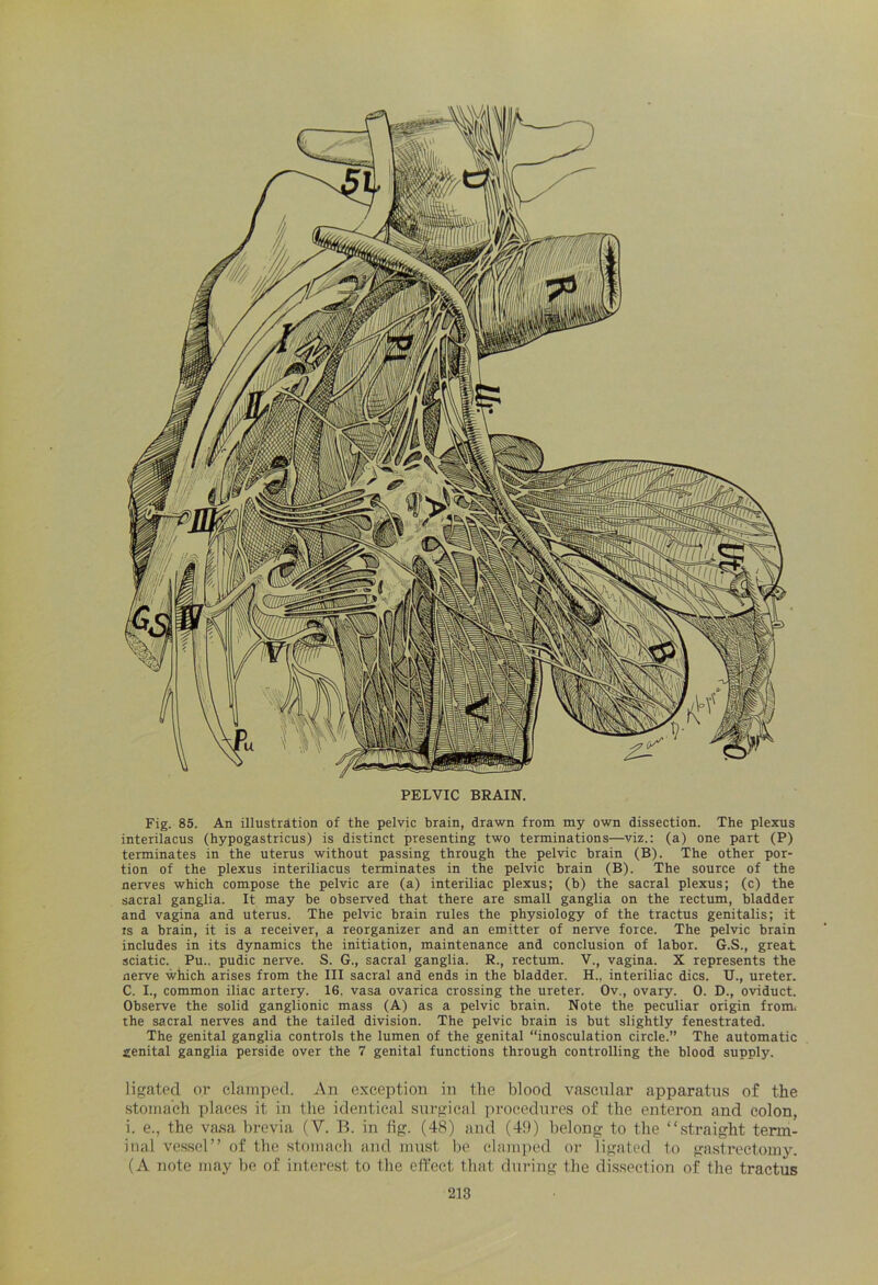 Fig. 85. An illustration of the pelvic brain, drawn from my own dissection. The plexus interilacus (hypogastricus) is distinct presenting two terminations—viz.: (a) one part (P) terminates in the uterus without passing through the pelvic brain (B). The other por- tion of the plexus interiliacus terminates in the pelvic brain (B). The source of the nerves which compose the pelvic are (a) interiliac plexus; (b) the sacral plexus; (c) the sacral ganglia. It may be observed that there are small ganglia on the rectum, bladder and vagina and uterus. The pelvic brain rules the physiology of the tractus genitalis; it is a brain, it is a receiver, a reorganizer and an emitter of nerve force. The pelvic brain includes in its dynamics the initiation, maintenance and conclusion of labor. G.S., great sciatic. Pu.. pudic nerve. S. G., sacral ganglia. R., rectum. V., vagina. X represents the nerve which arises from the III sacral and ends in the bladder. H.. interiliac dies. U., ureter. C. I., common iliac artery. 16, vasa ovarica crossing the ureter. Ov., ovary. 0. D., oviduct. Observe the solid ganglionic mass (A) as a pelvic brain. Note the peculiar origin froim the sacral nerves and the tailed division. The pelvic brain is but slightly fenestrated. The genital ganglia controls the lumen of the genital “inosculation circle.” The automatic genital ganglia perside over the 7 genital functions through controlling the blood supply. ligated or clamped. An exception in the blood vascular apparatus of the stomach places it in the identical surgical procedures of the enteron and colon, i. e., the vasa brevia (V. B. in fig. (48) and (49) belong to the “straight term- inal vessel” of the stomach and must be clamped or ligated to gastrectomy. (A note may be of interest to the effect that during the dissection of the tractus