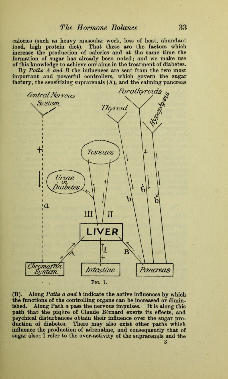 calories (such as heavy muscular work, loss of heat, abundant food, high protein diet). That these are the factors which increase the production of calories and at the same time the formation of sugar has already been noted; and we make use of this knowledge to achieve our aims in the treatment of diabetes. By Paths A and B the influences are sent from the two most important and powerful controllers, which govern the sugar factory, the sensitizing suprarenals (A), and the calming pancreas Fig. 1. (B). Along Paths a and b indicate the active influences by which the functions of the controlling organs can be increased or dimin- ished. Along Path a pass the nervous impulses. It is along this path that the piqure of Claude Bernard exerts its effects, and psychical disturbances obtain their influence over the sugar pro- duction of diabetes. There may also exist other paths which influence the production of adrenaline, and consequently that of sugar also; I refer to the over-activity of the suprarenals and the S