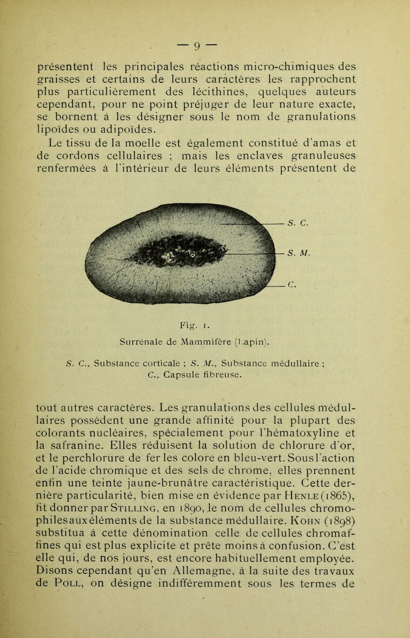 présentent les principales réactions micro-chimiques des graisses et certains de leurs caractères les rapprochent plus particulièrement des lécithines, quelques auteurs cependant, pour ne point préjuger de leur nature exacte, se bornent à les désigner sous le nom de granulations lipoïdes ou adipoïdes. Le tissu de la moelle est également constitué d’amas et de cordons cellulaires ; mais les enclaves granuleuses renfermées à l’intérieur de leurs éléments présentent de Fig-. I. Surrénale de Mammifère (I.apin). S. C., Substance corticale ; S. M., Substance médullaire ; C., Capsule fibreuse. tout autres caractères. Les granulations des cellules médul- laires possèdent une grande affinité pour la plupart des colorants nucléaires, spécialement pour l’hématoxyline et la safranine. Elles réduisent la solution de chlorure d’or, et le perchlorure de ferles colore en bleu-vert. Sous l’action de l’acide chromique et des sels de chrome, elles prennent enfin une teinte jaune-brunâtre caractéristique. Cette der- nière particularité, bien mise en évidence par Henle(i865), fit donner par Stilling, en 1890, le nom de cellules chromo- philesauxéléments de la substance médullaire. Kohn (1898) substitua à cette dénomination celle de cellules chromaf- fines qui est plus explicite et prête moins à confusion. C’est elle qui, de nos jours, est encore habituellement employée. Disons cependant qu’en Allemagne, à la suite des travaux de PoLL, on désigne indifféremment sous les termes de